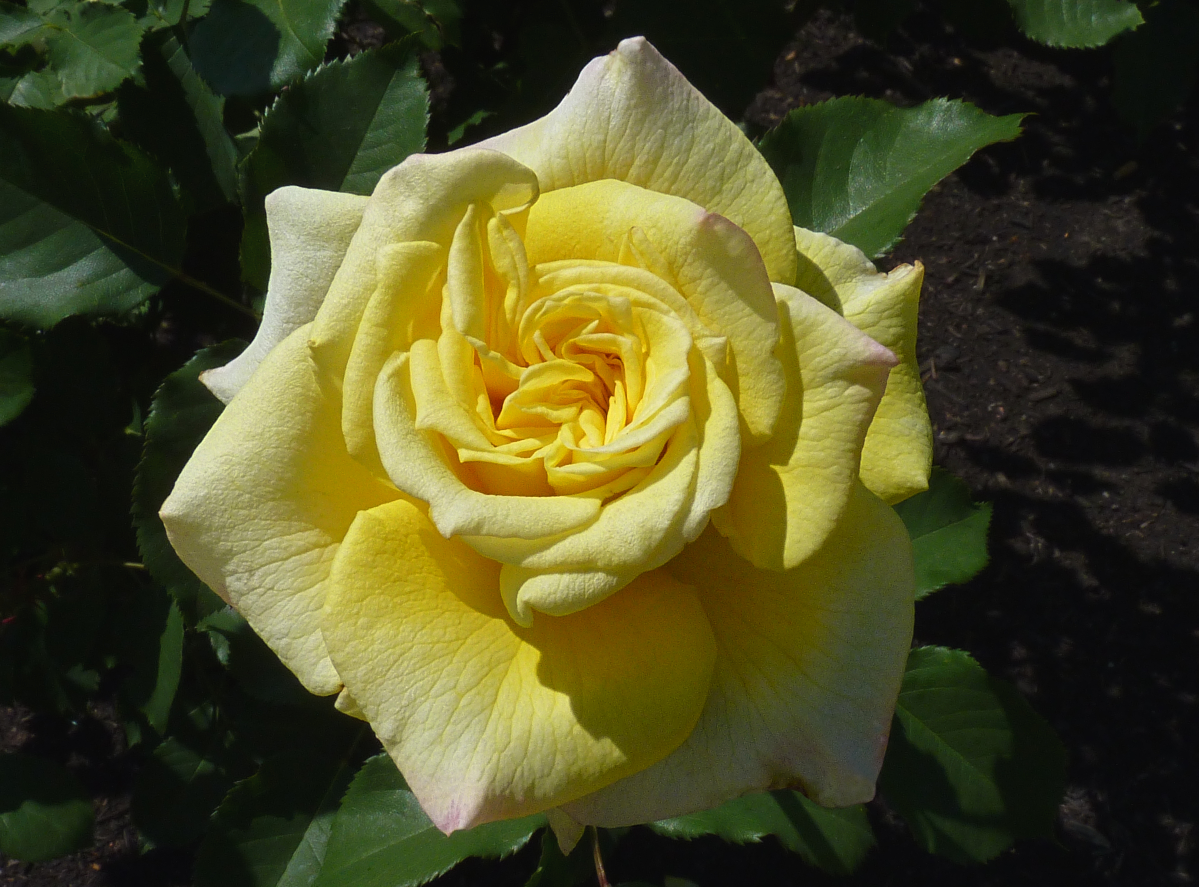 Rosa 'Sterntaler' J1