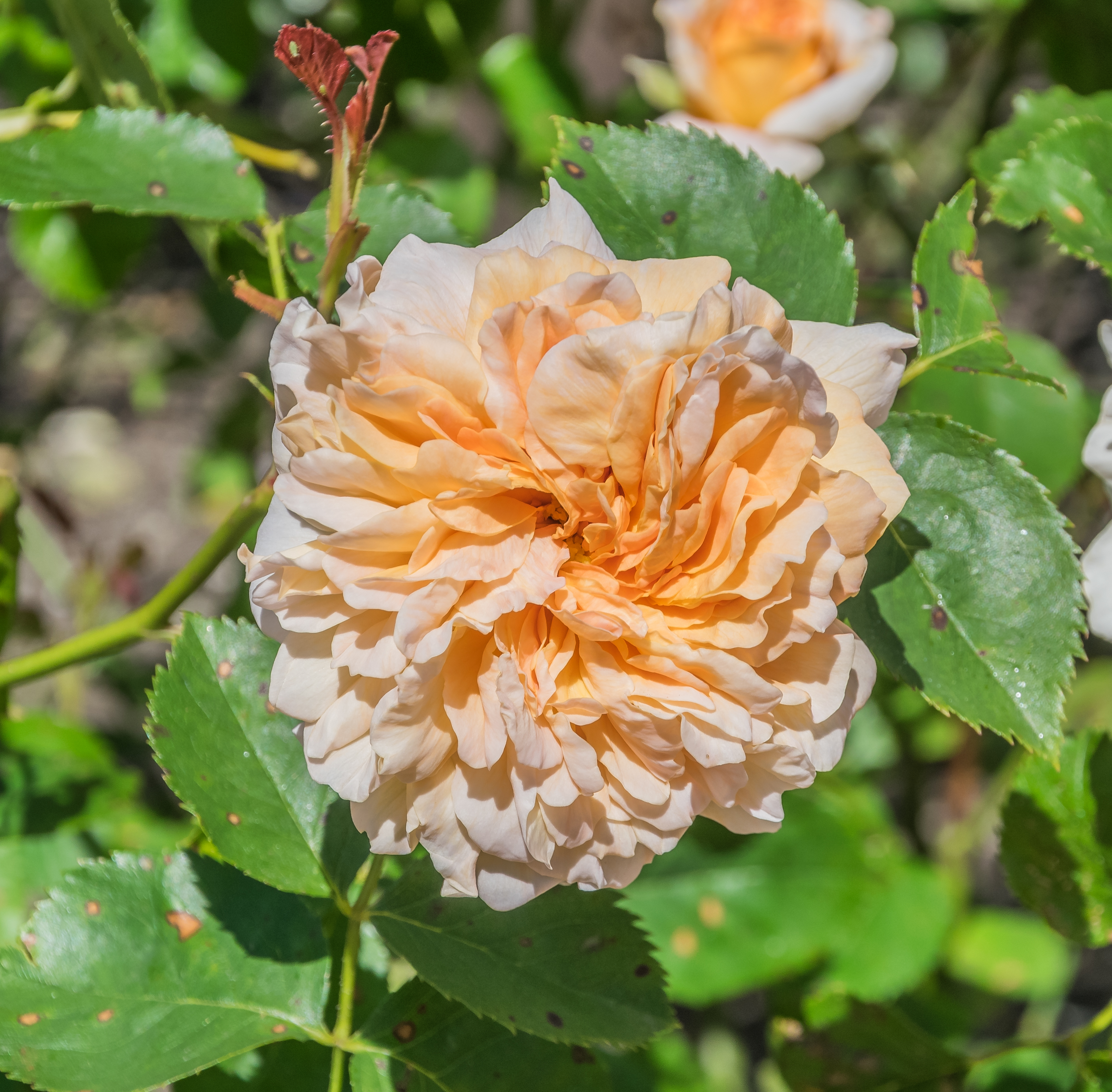 Rosa 'Tea Clipper' in Dunedin Botanic Garden 02