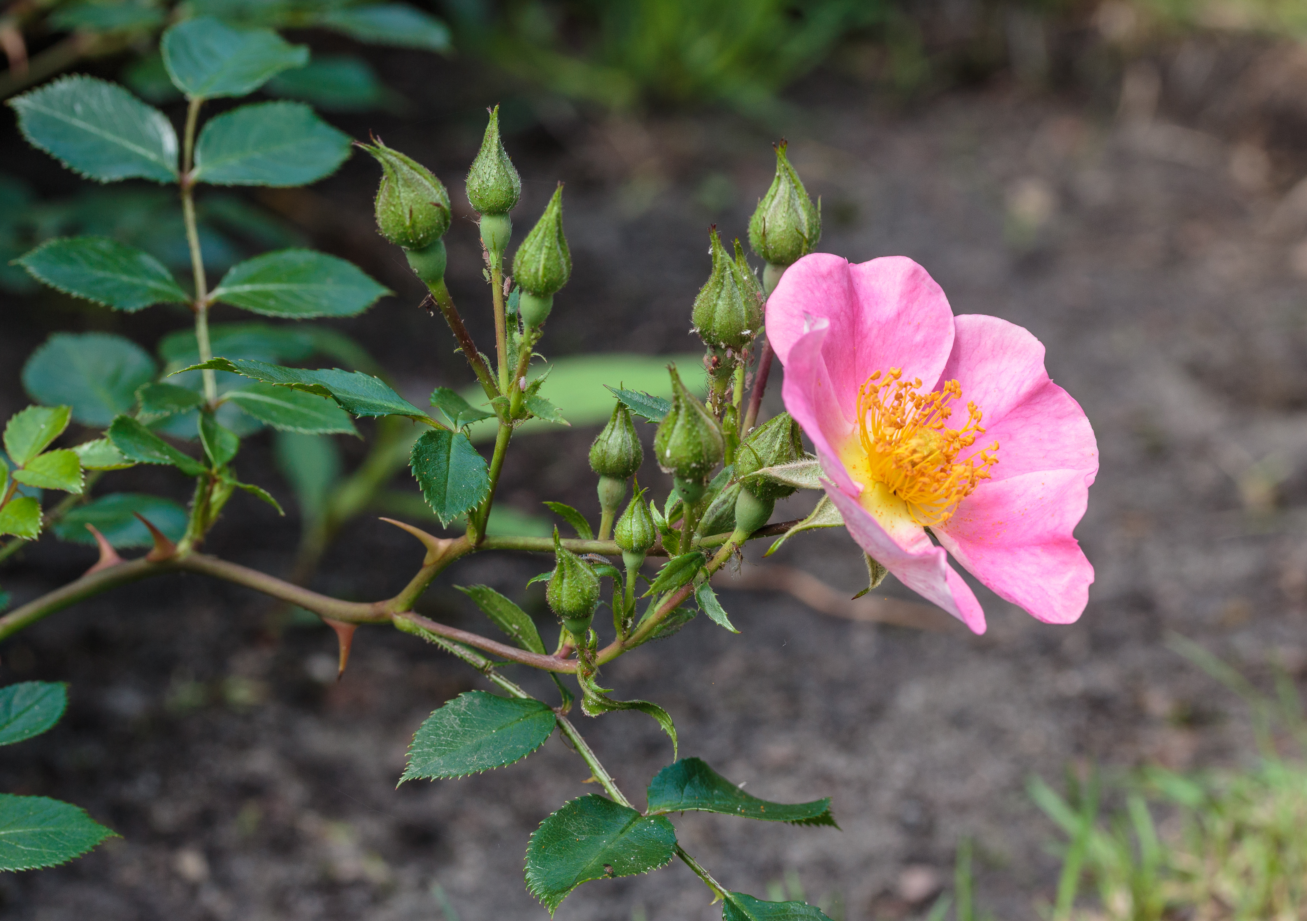 Rosa 'Topolina' (d.j.b) 01
