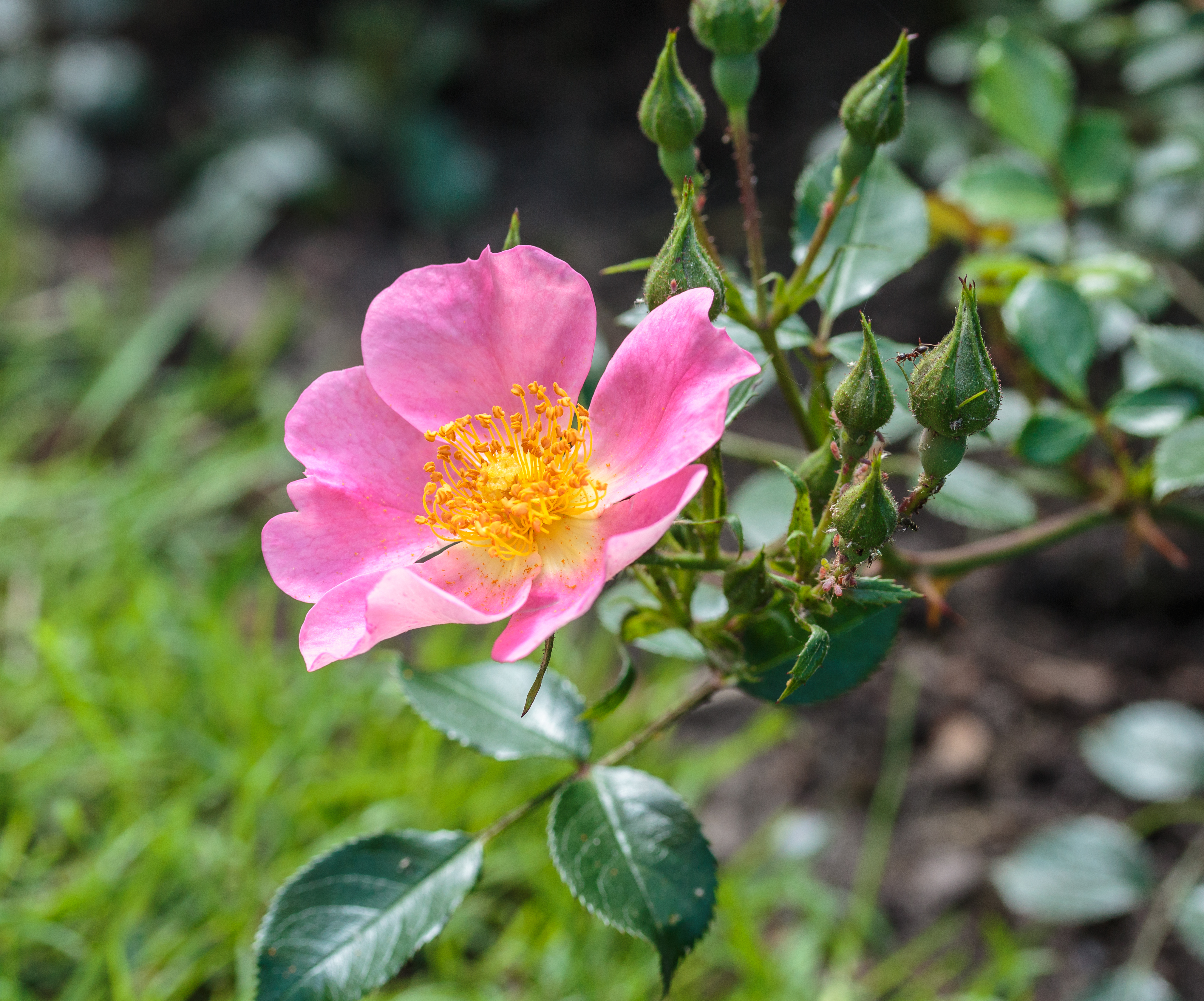 Rosa 'Topolina' (d.j.b) 02
