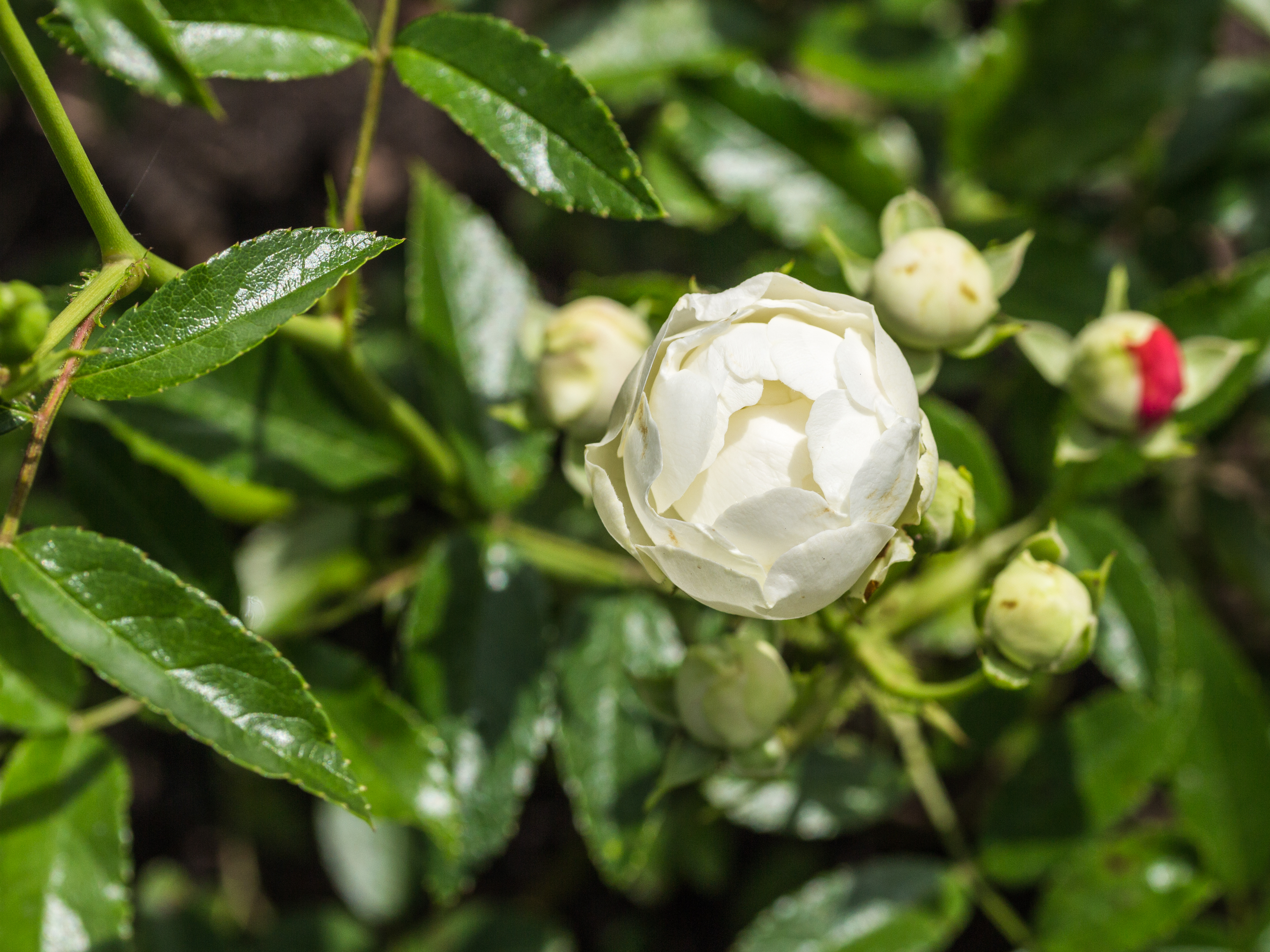 Rosa 'White Dick Koster' (d.j.b)
