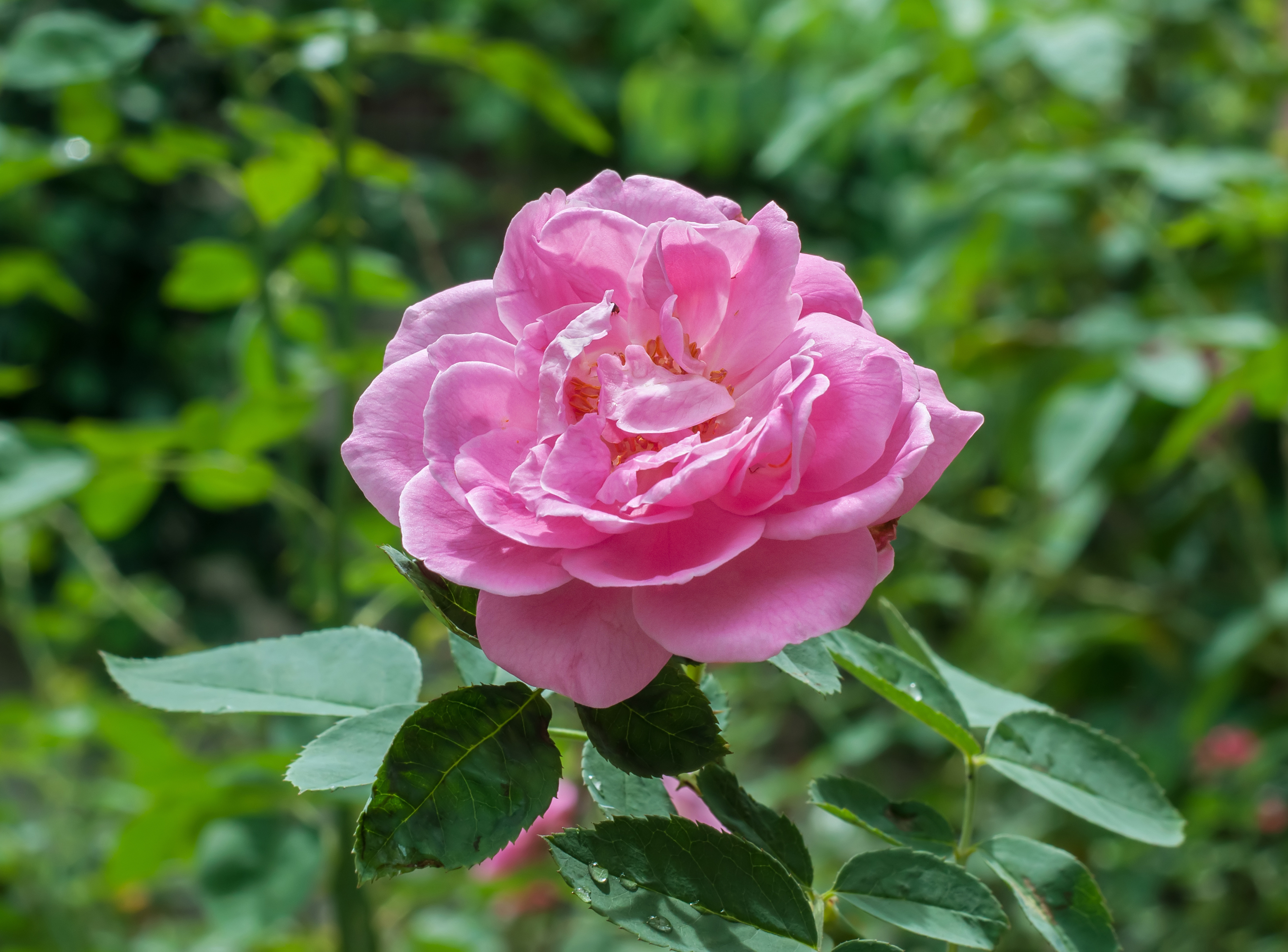 Rosa × centifolia 21072014 (3)