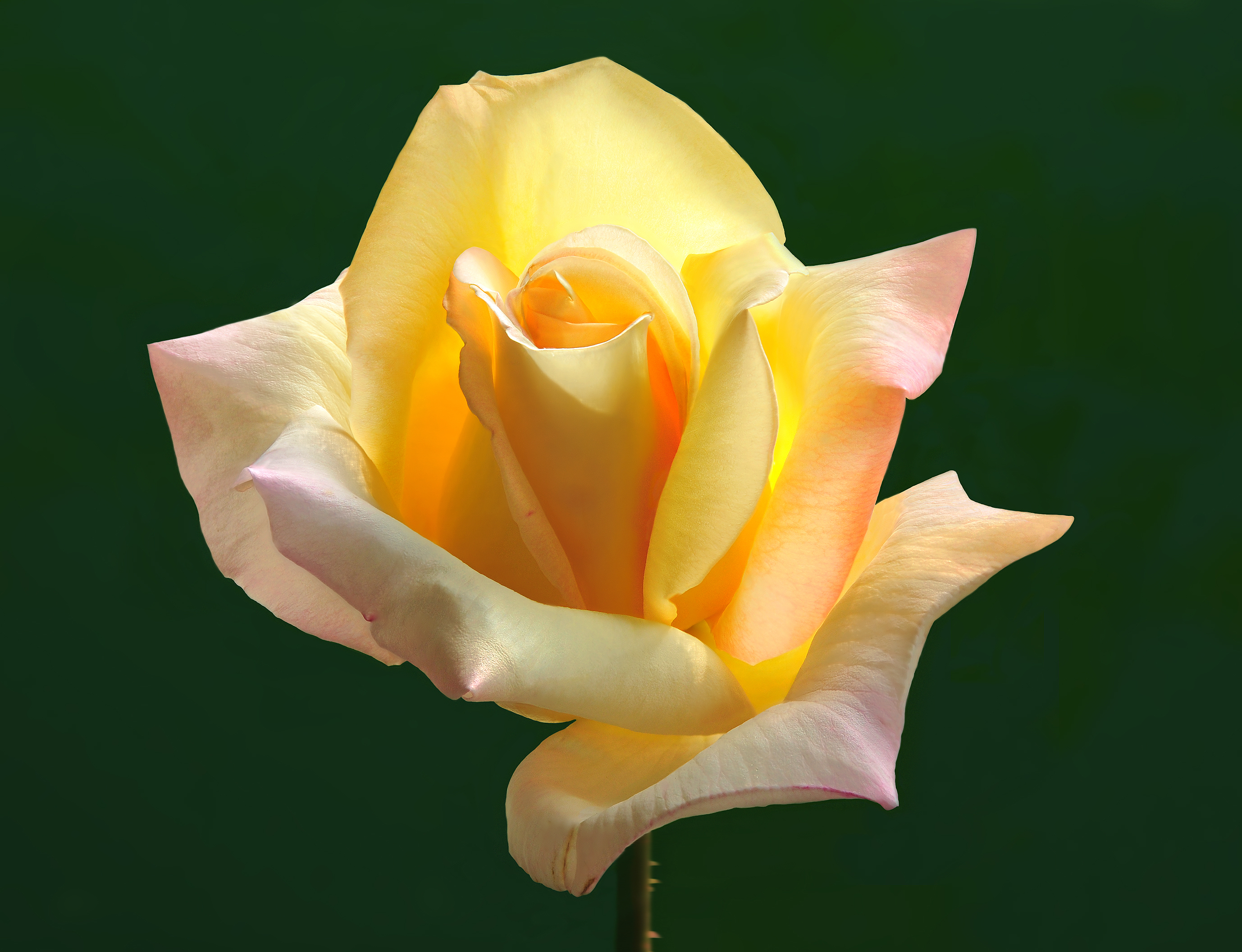Rosa ‘Gloria Dei’ syn. ‘Peace’