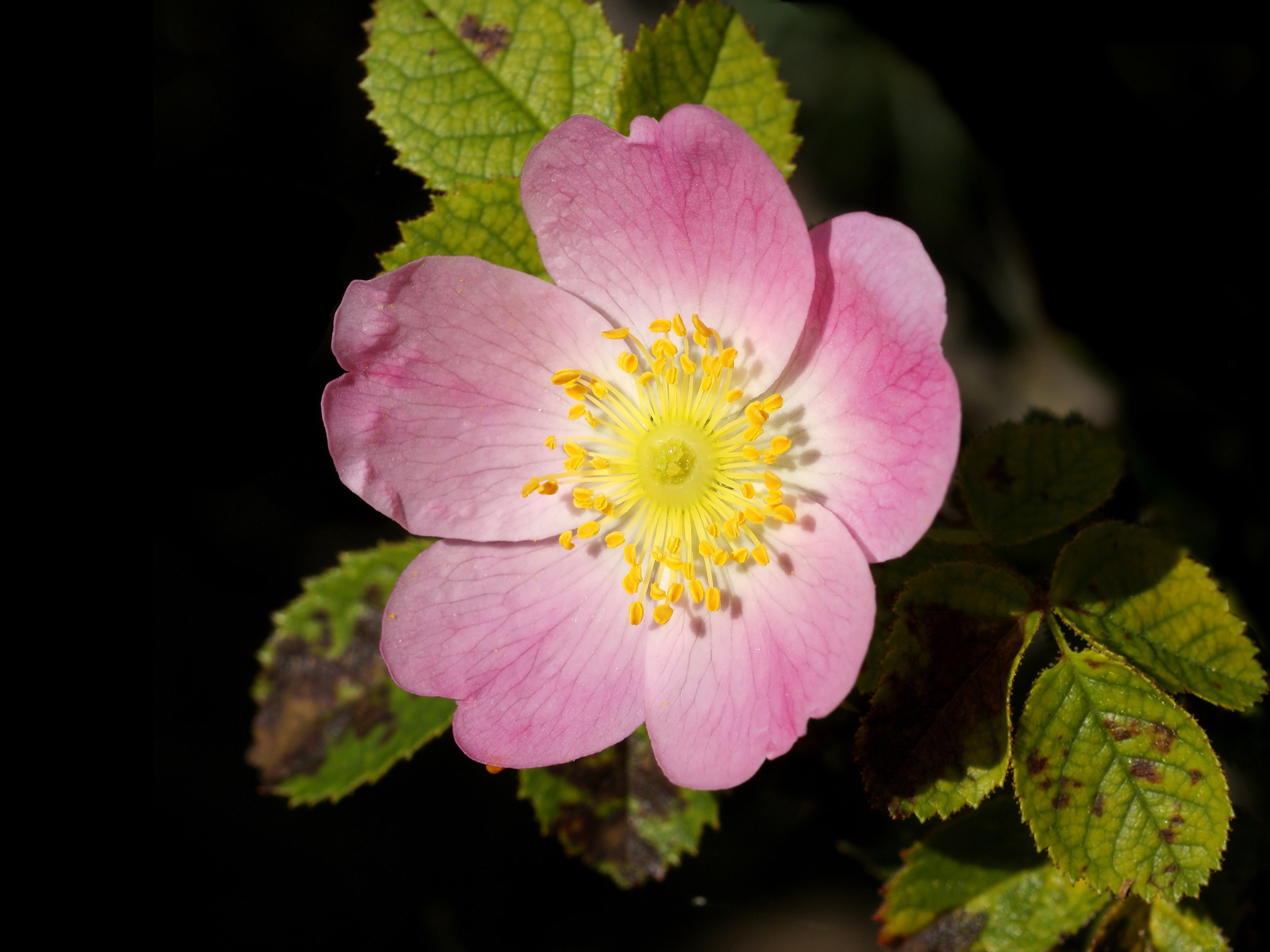 Rosa canina 