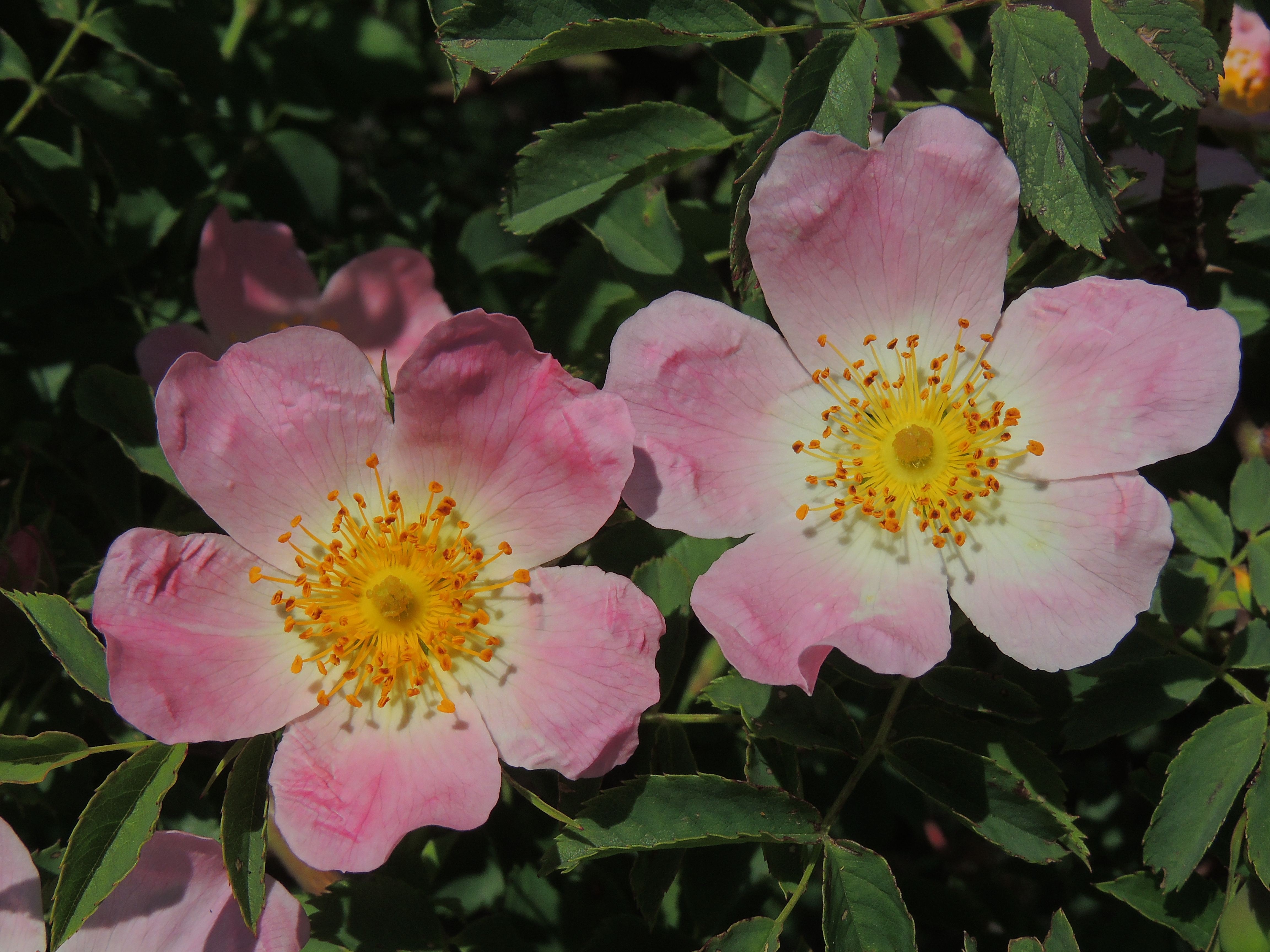 Rosa canina (27057515990)