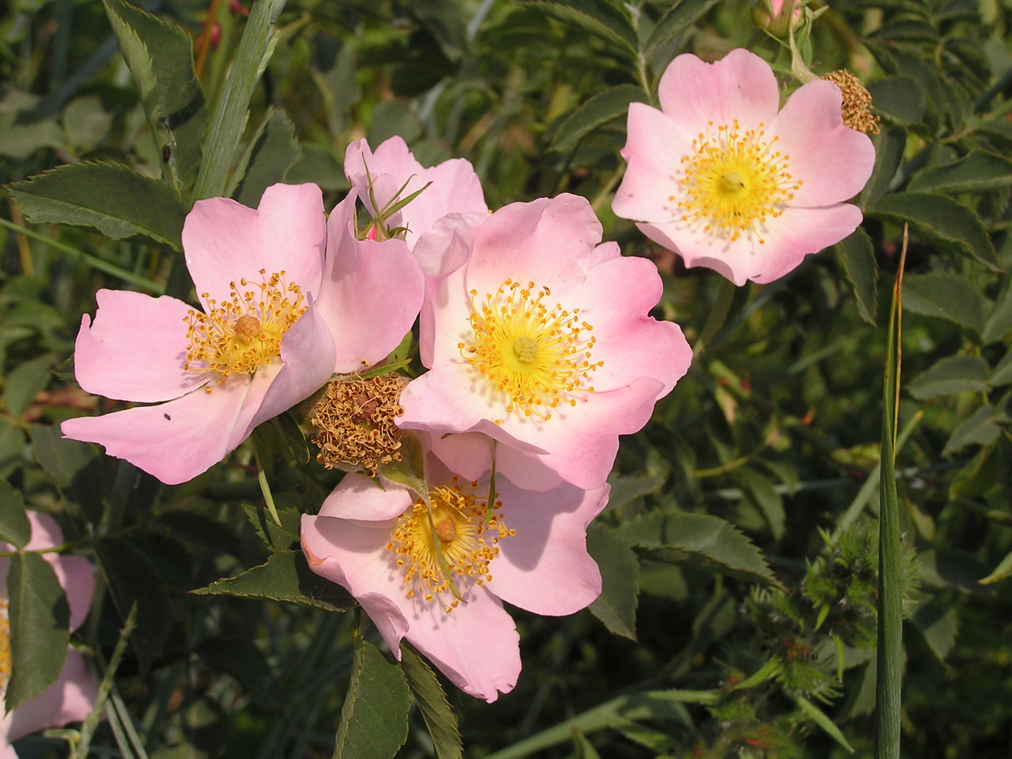 Rosa canina in Donetsk