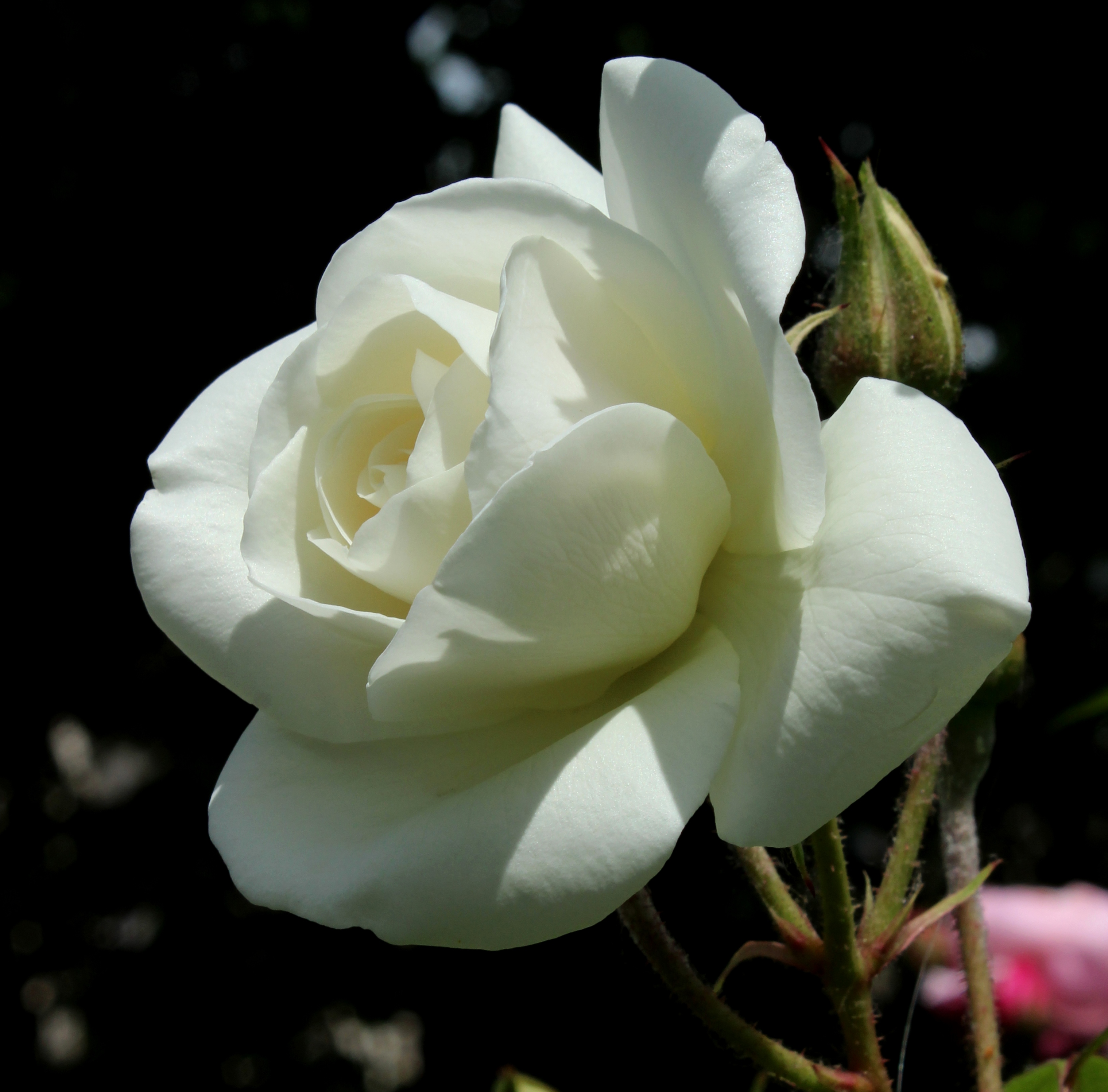 Rosa Carte Blanche