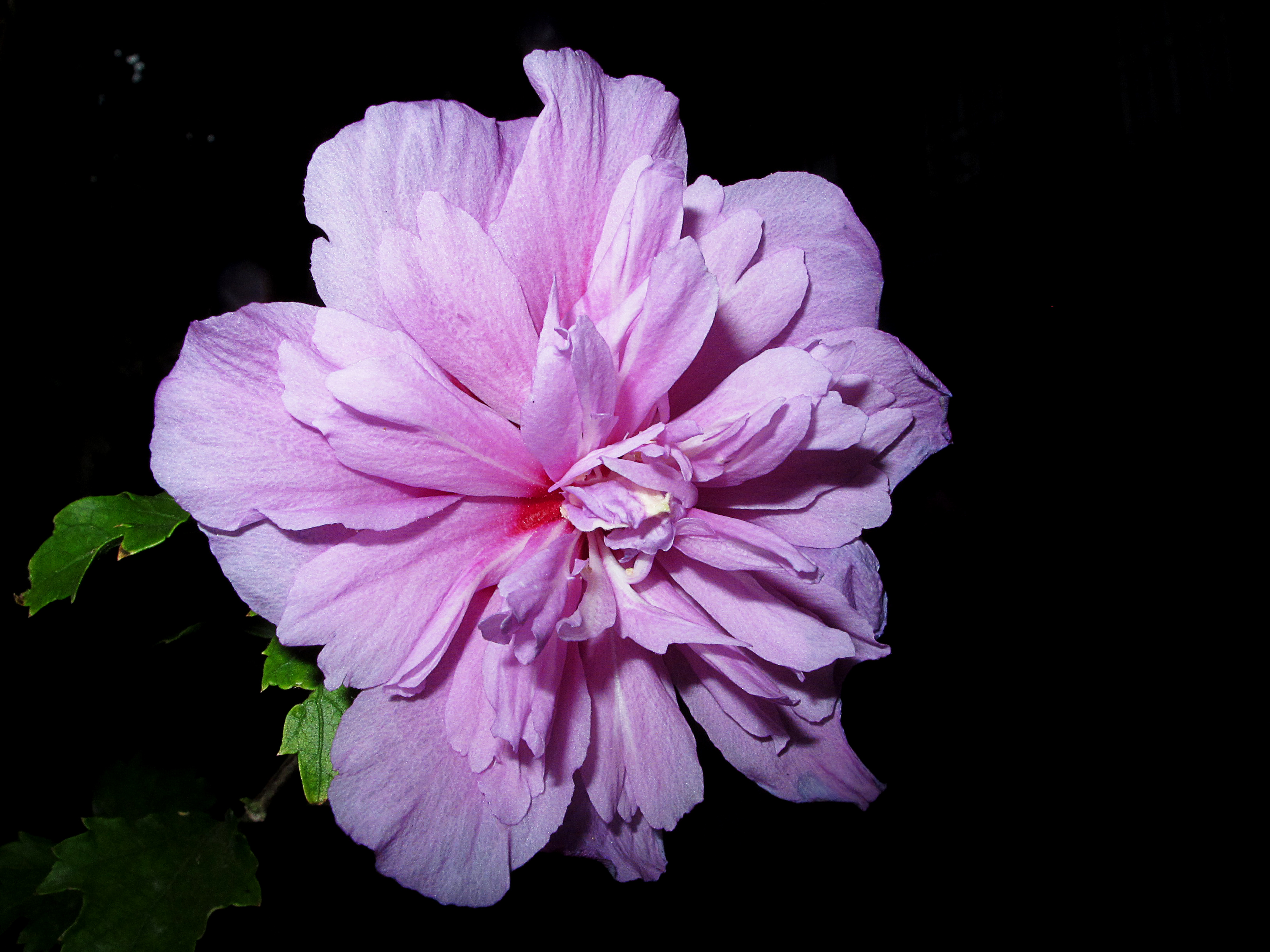 Rosa de siria (14957297126)