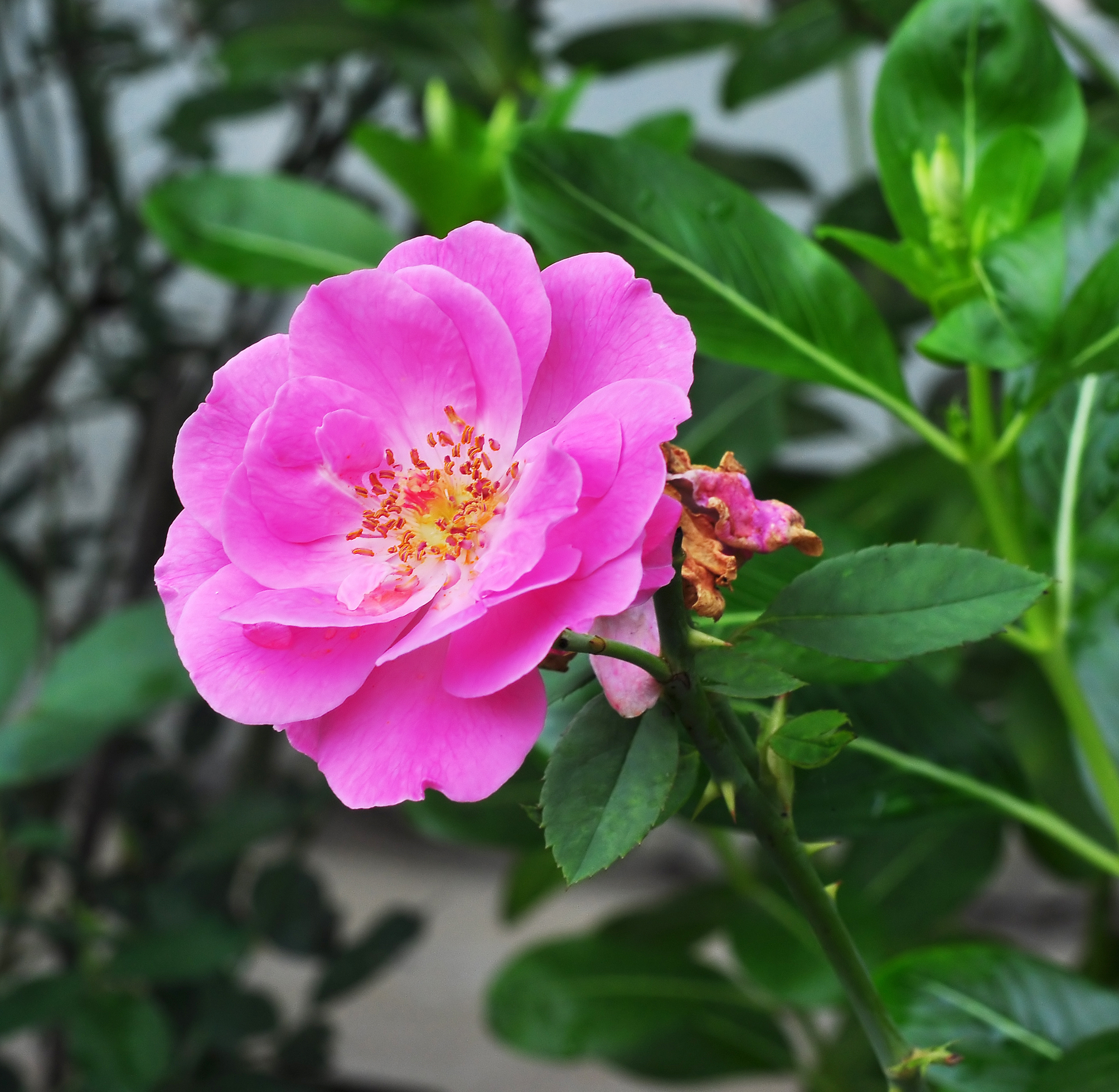 Rosa indica, Burdwan, West Bengal, India 09 03 2012