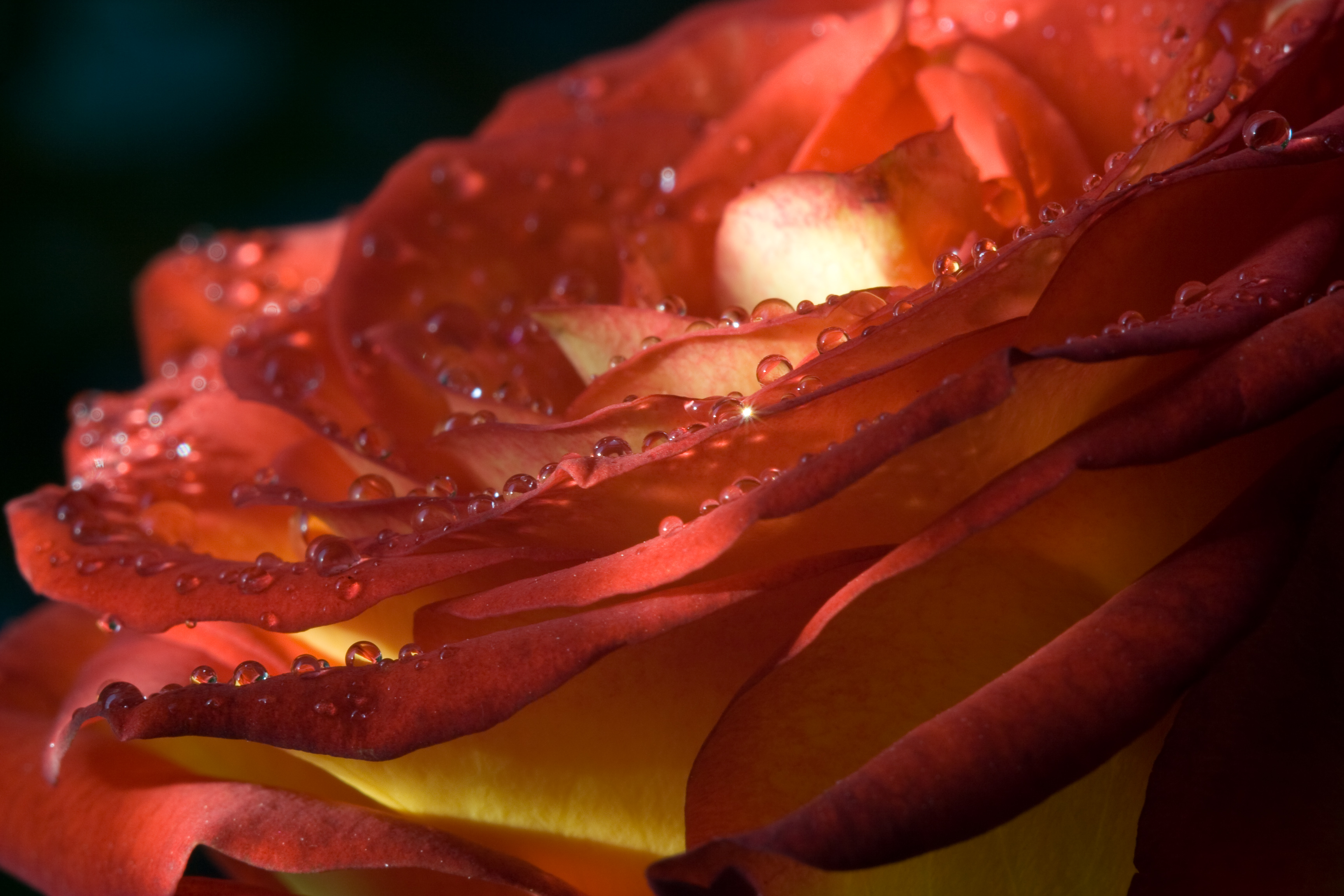 Rosa macro 1