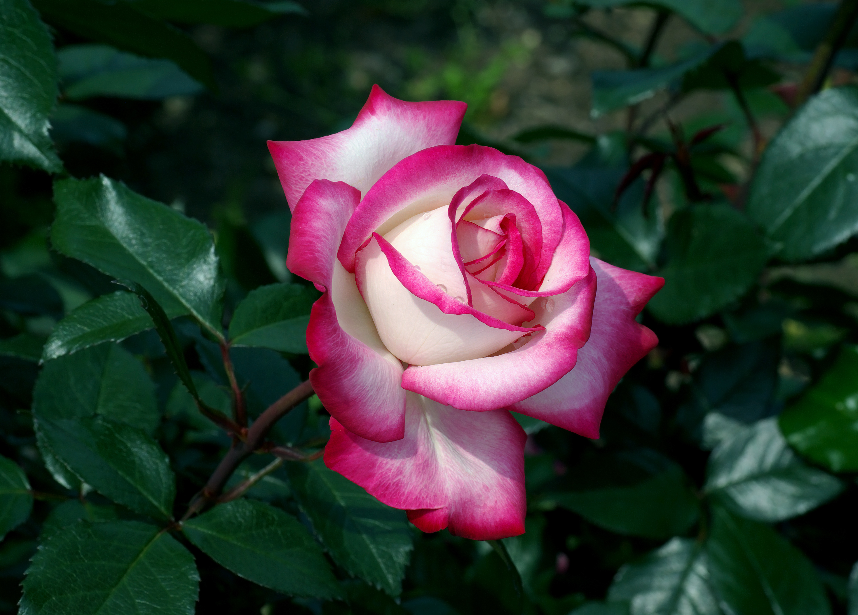 Розовые розы сорта названия