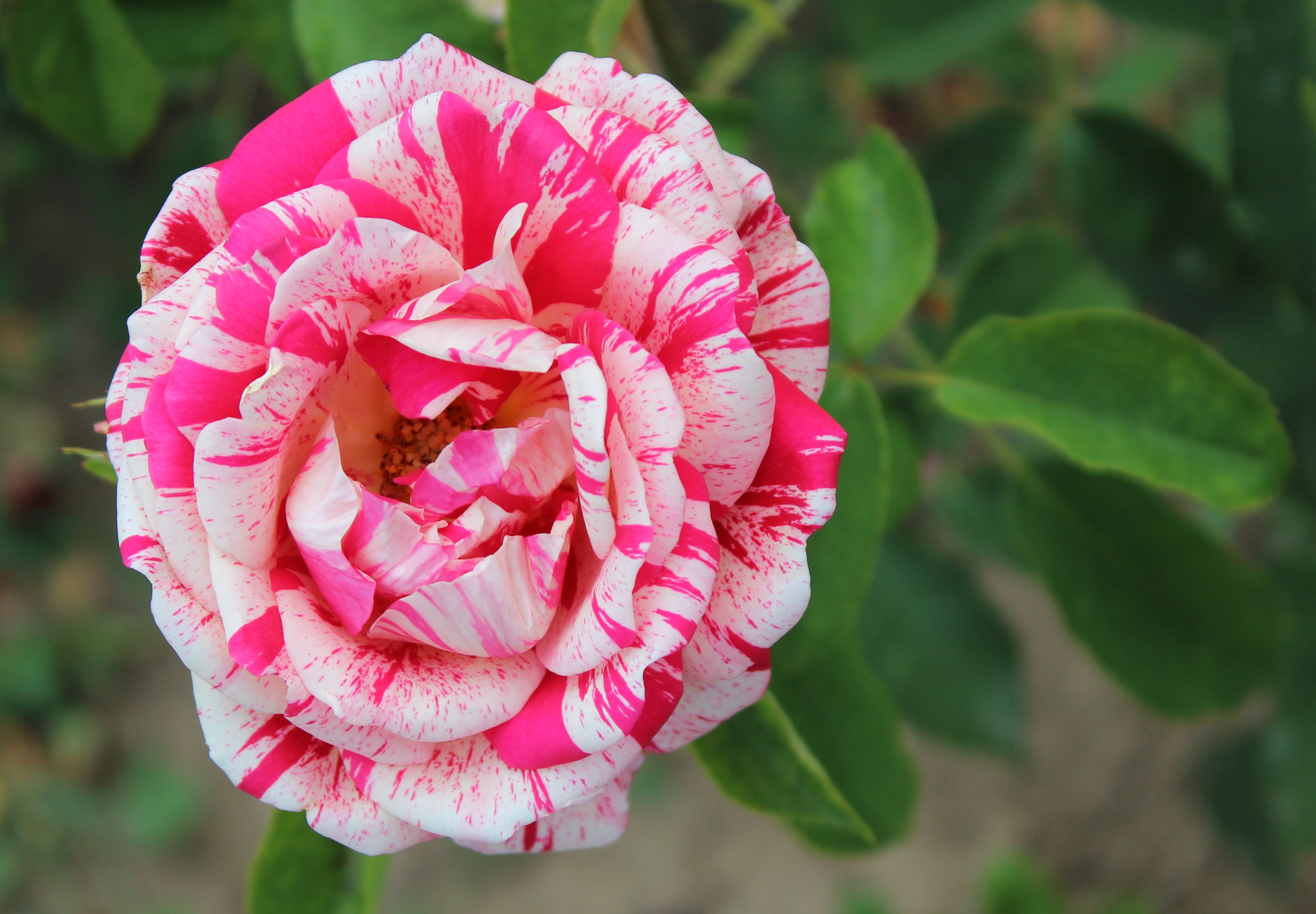 Rosa Papageno 1989