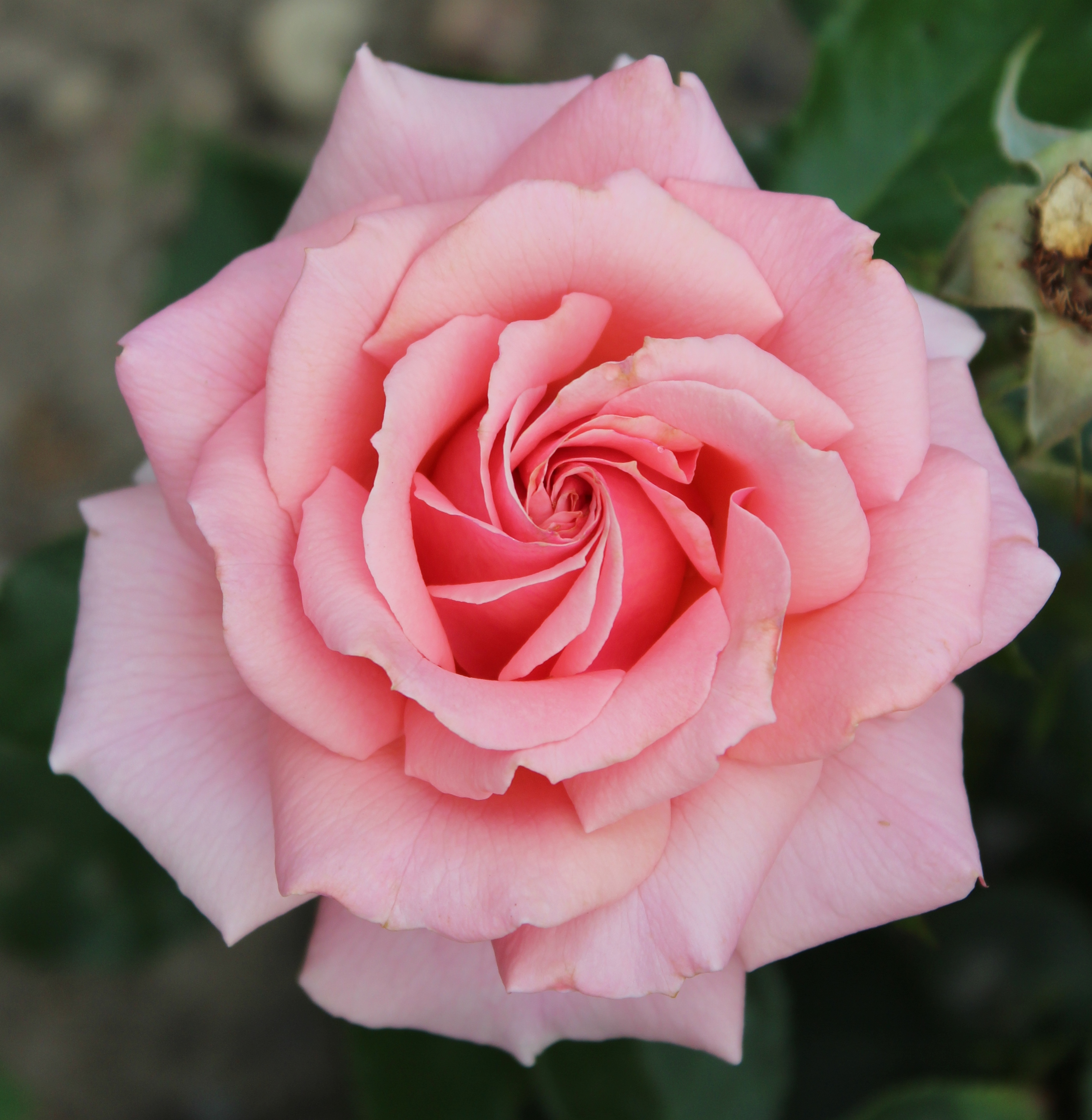 Rosa Poesie