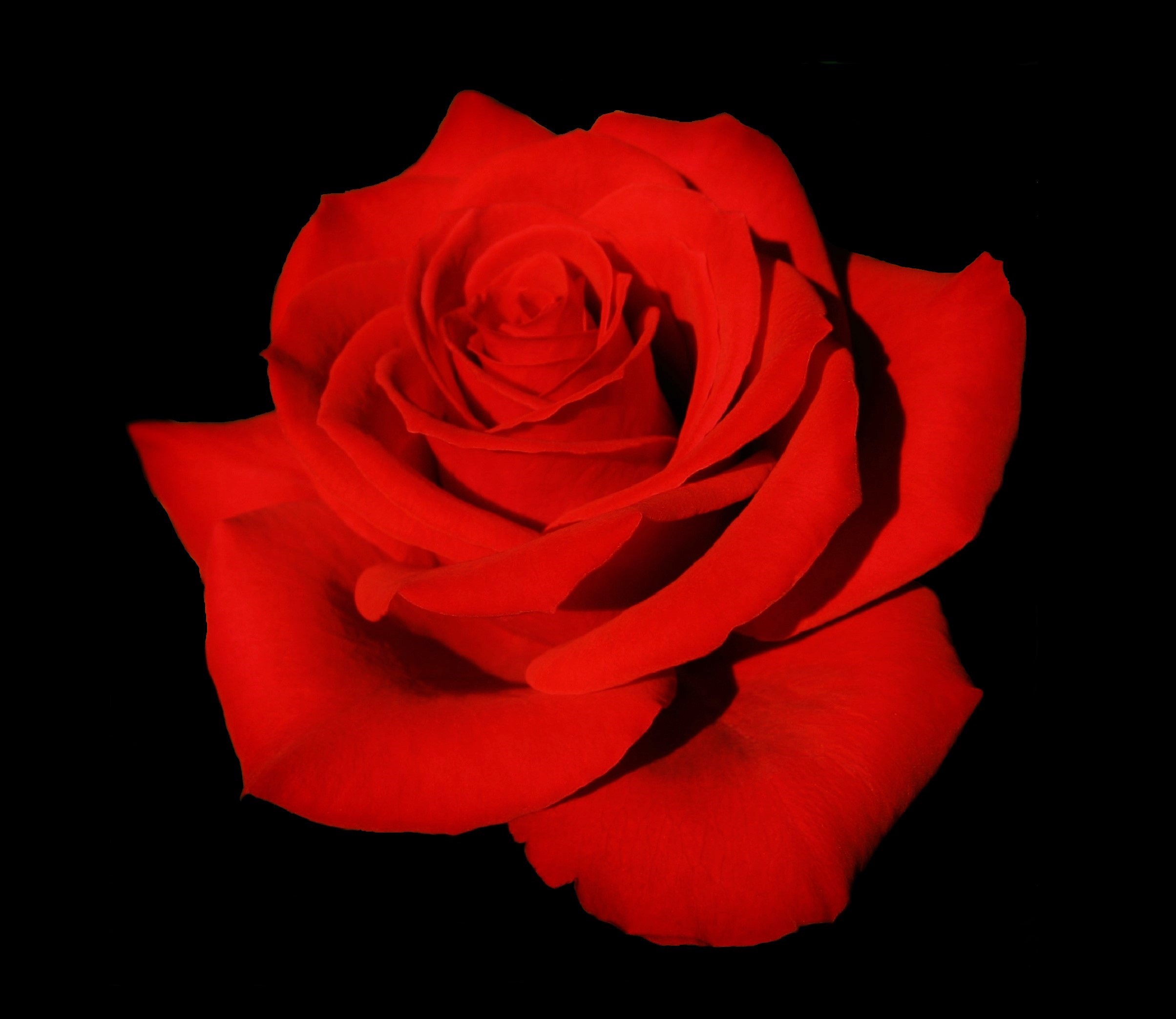 Rosa Red Chateau on black background
