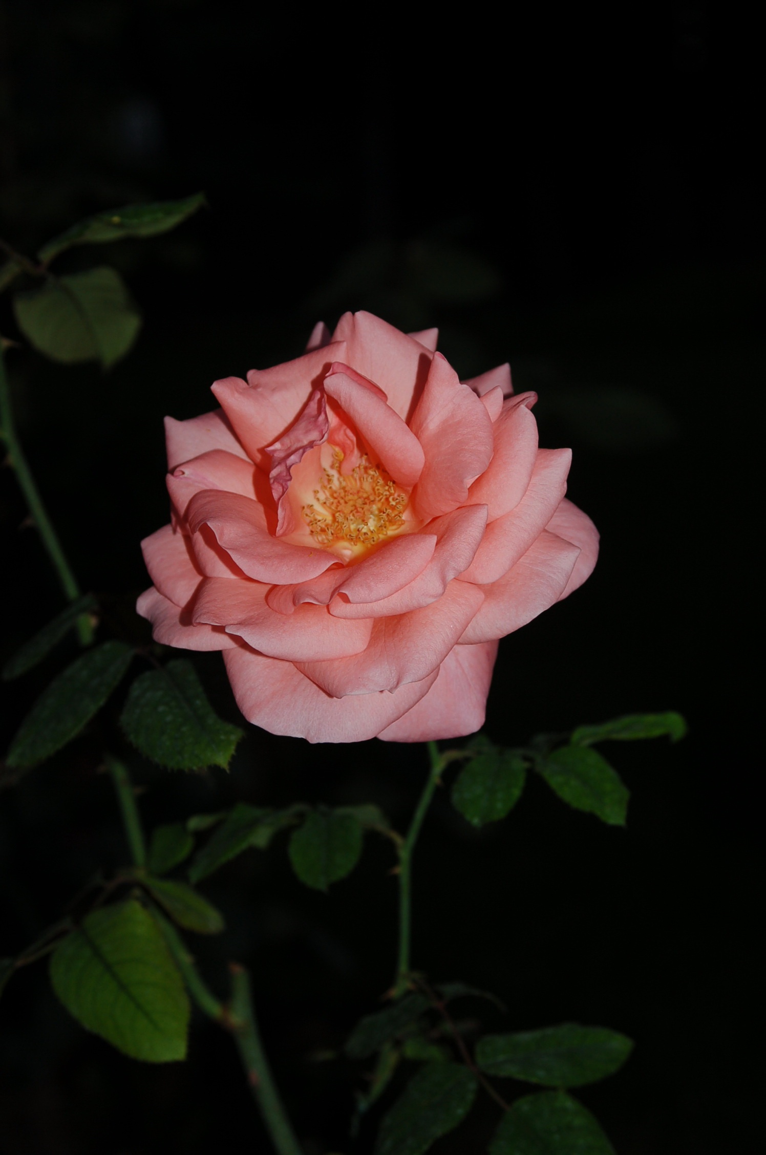 Rosa rosa