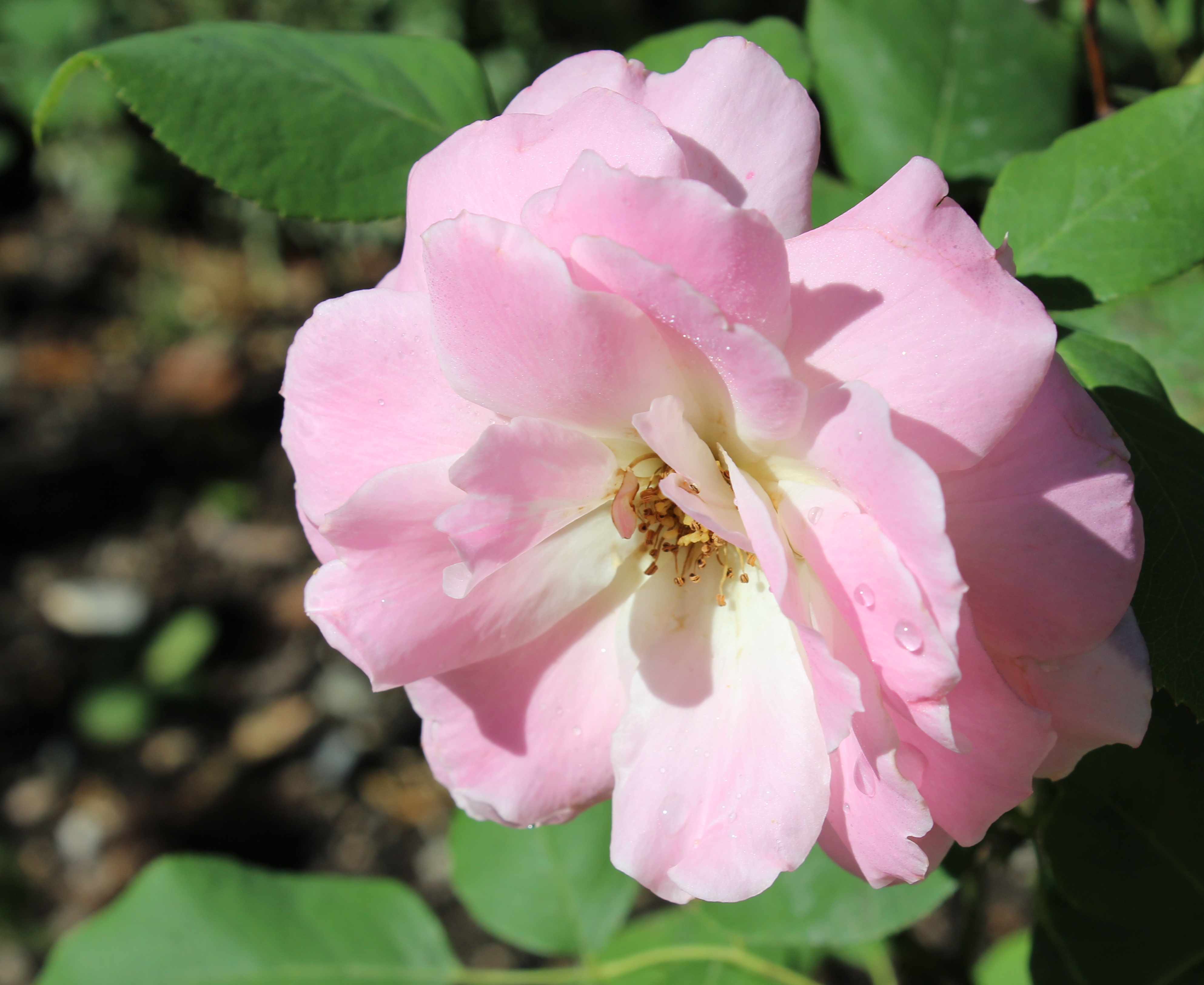 Rosa Simply Magic