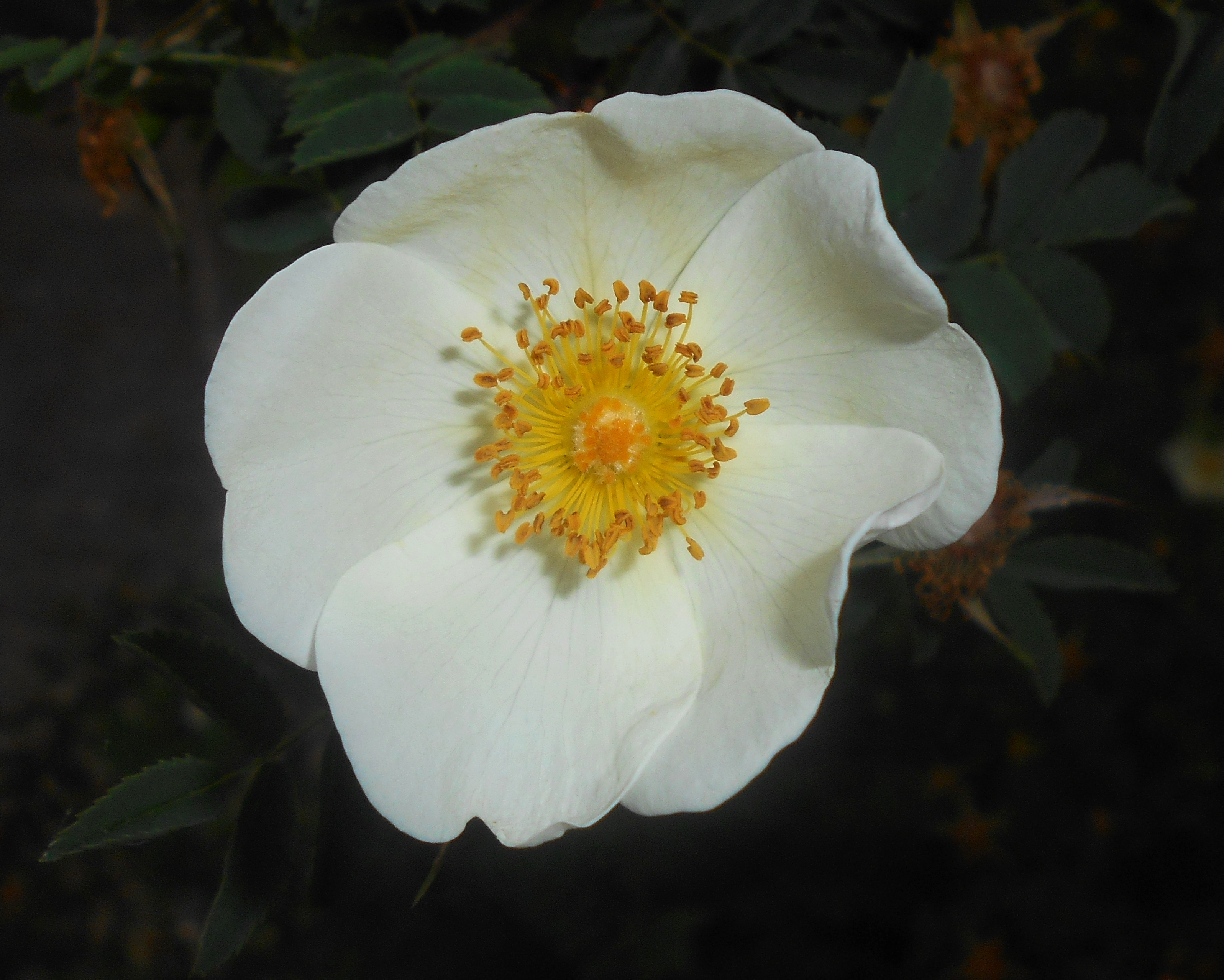 Rosa spinosissima 2016-05-31 2290b
