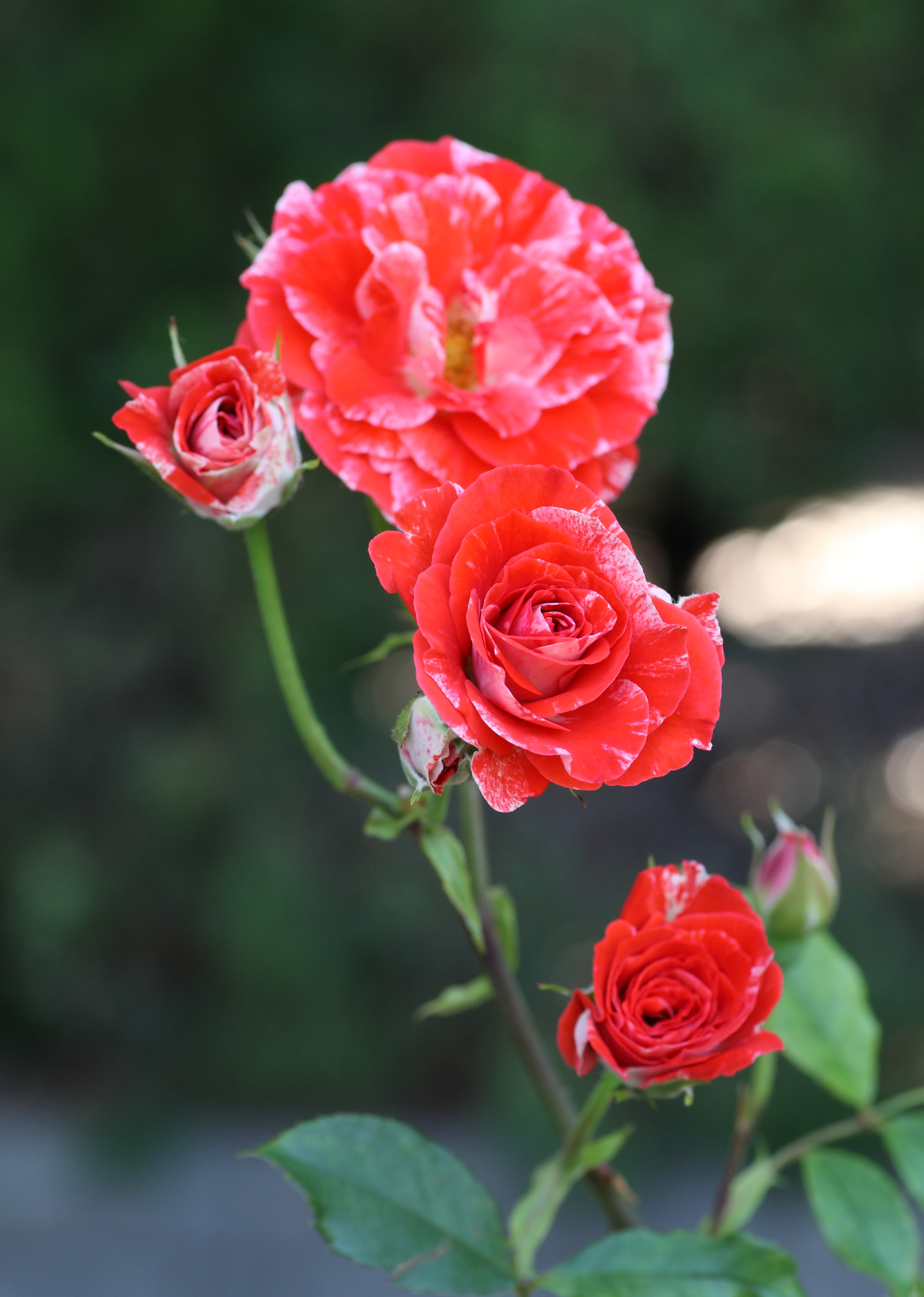 Rosa Tiger Tail