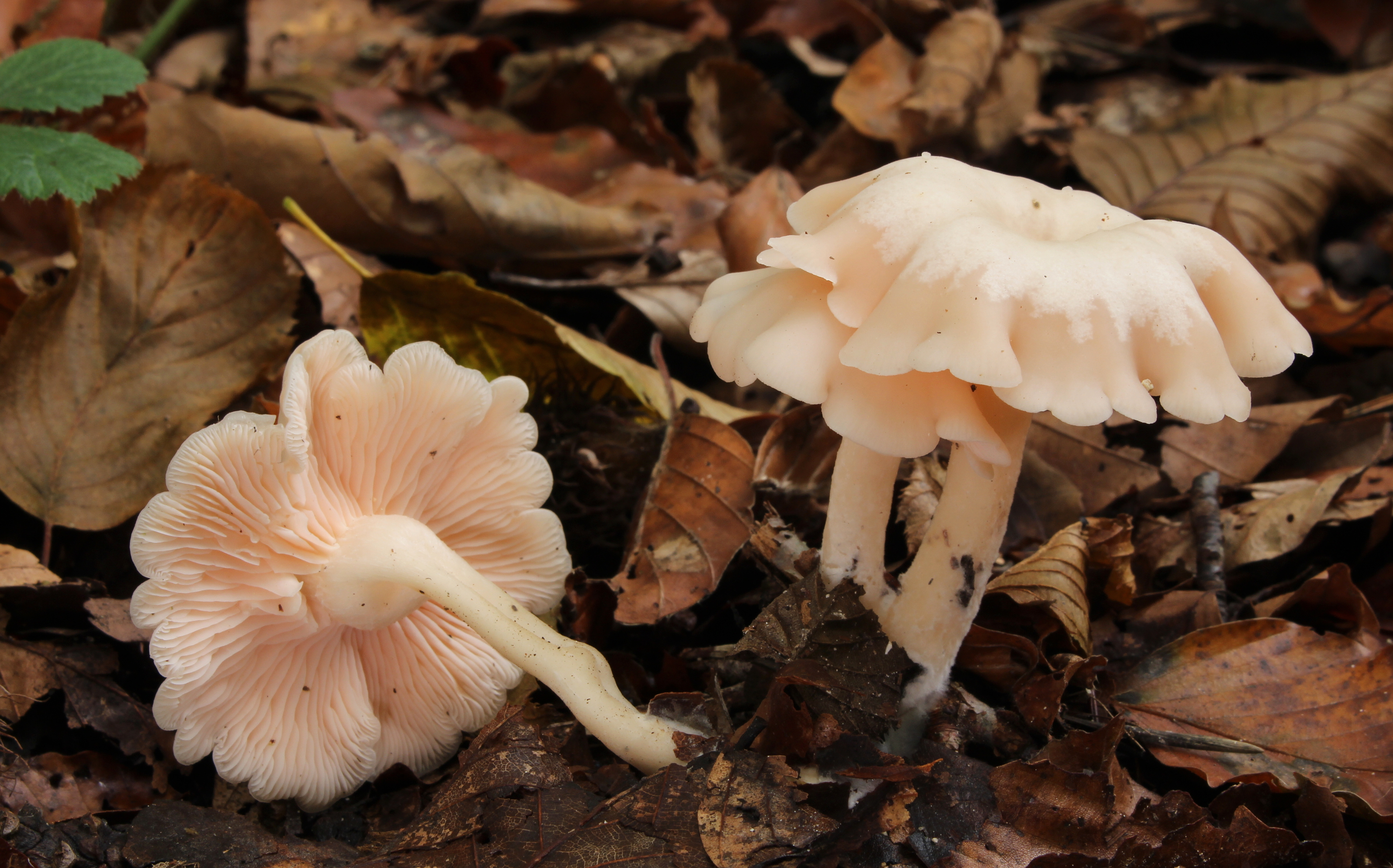 Rosa Trichterling Clitocybe houghtonii