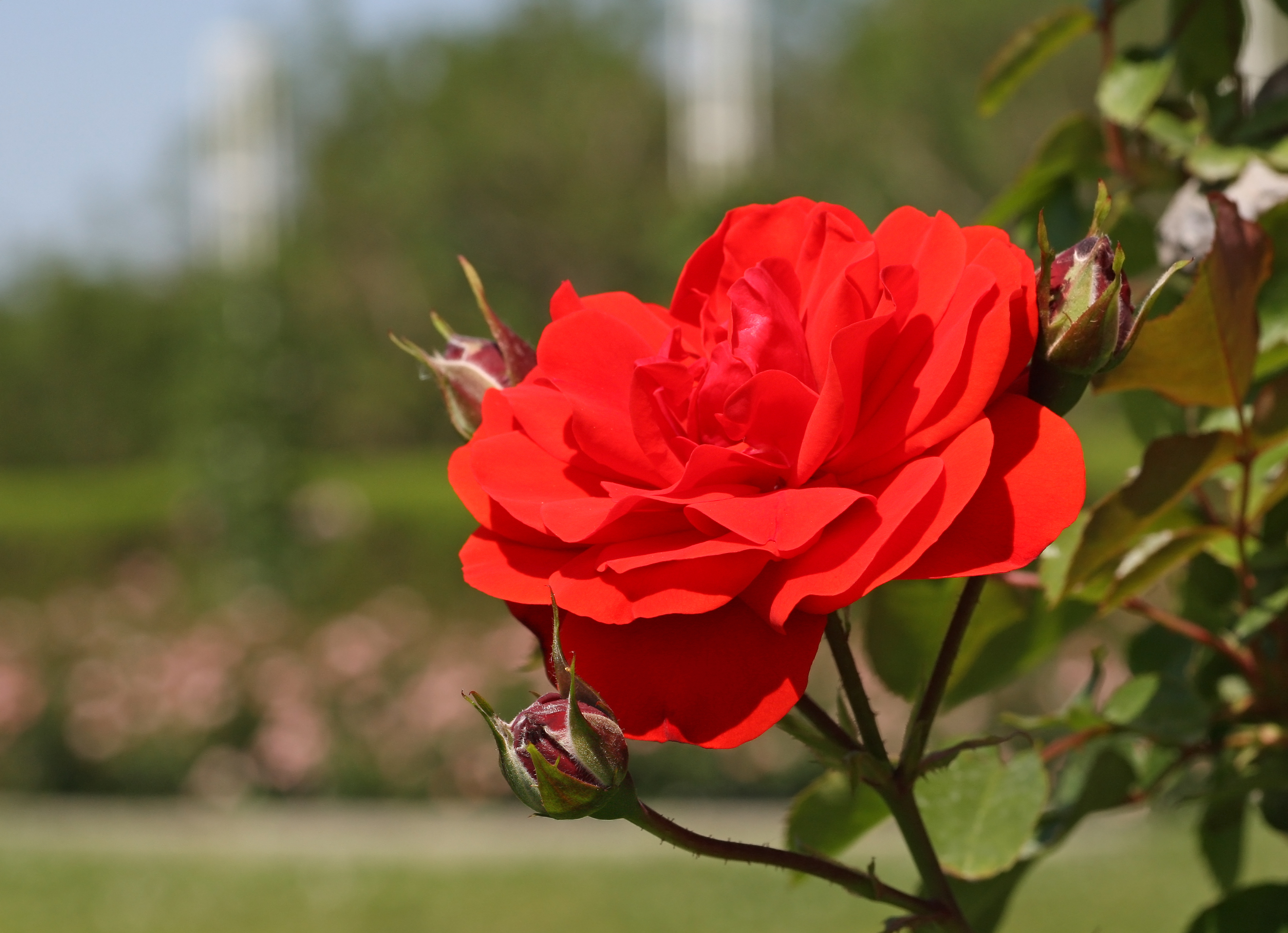 Rosa Trumpeter