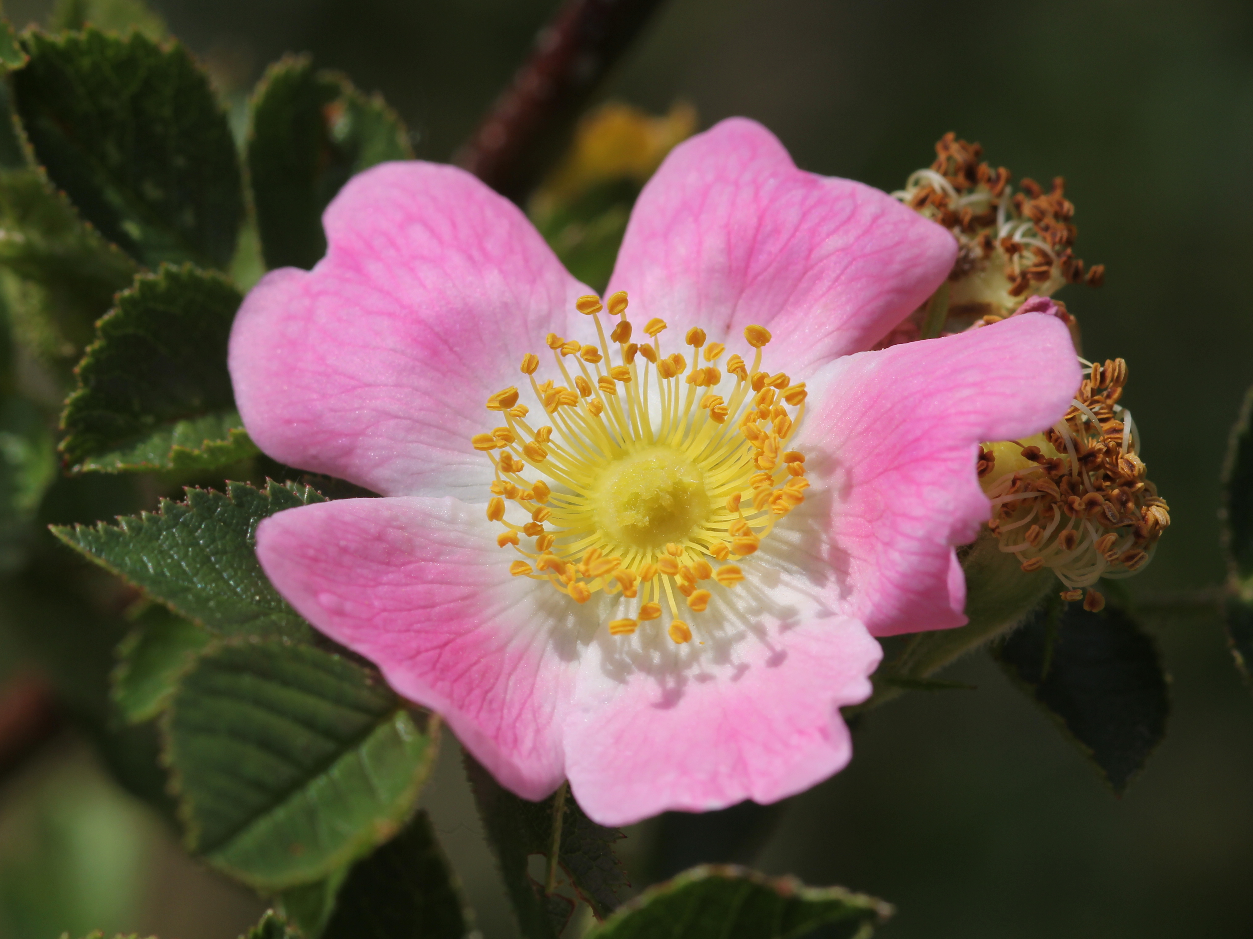 Rosa villosa 1 MHNT