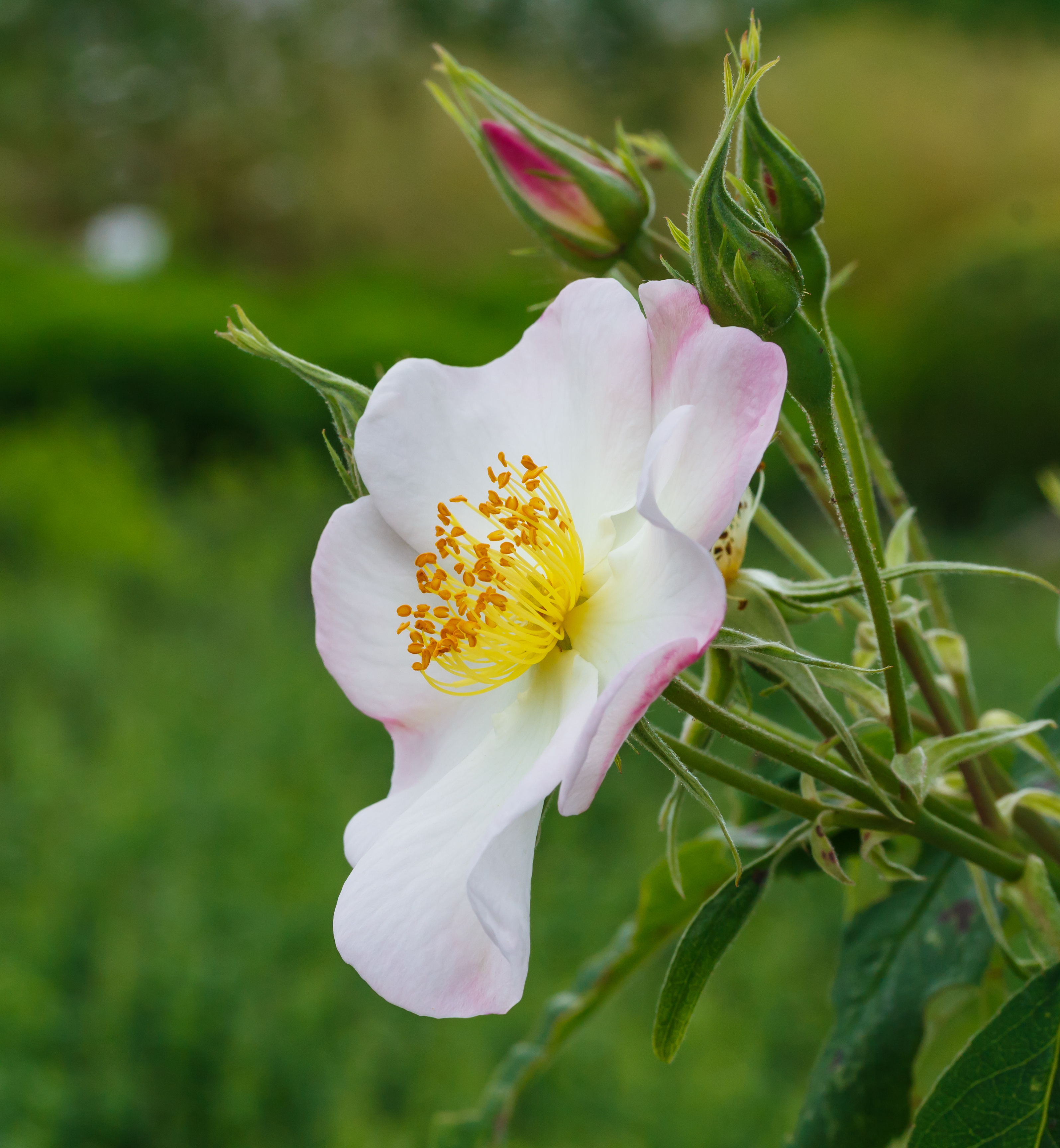 Rosa x dupontii. Locatie, De Kruidhof Buitenpost 03