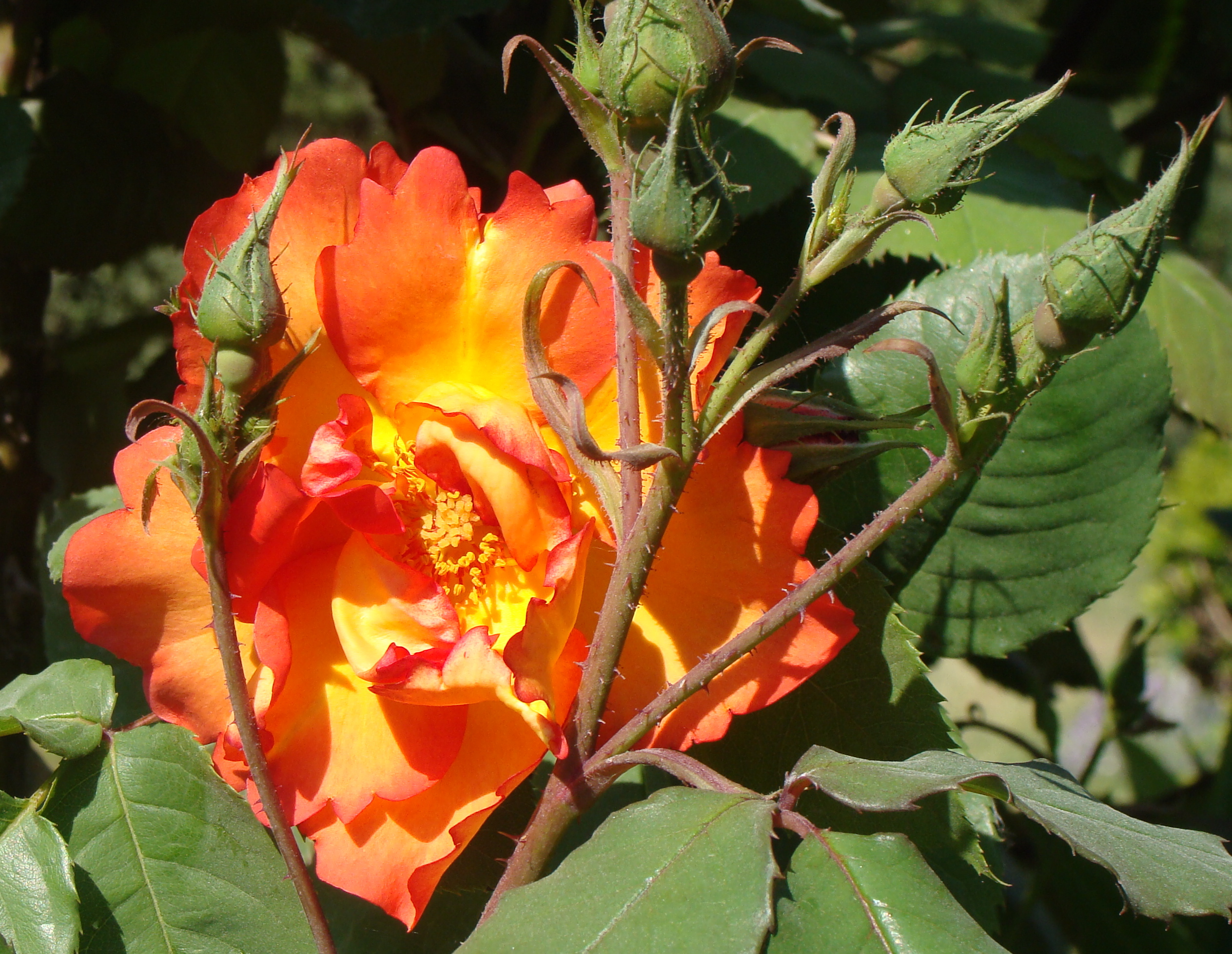 RosaLordByron
