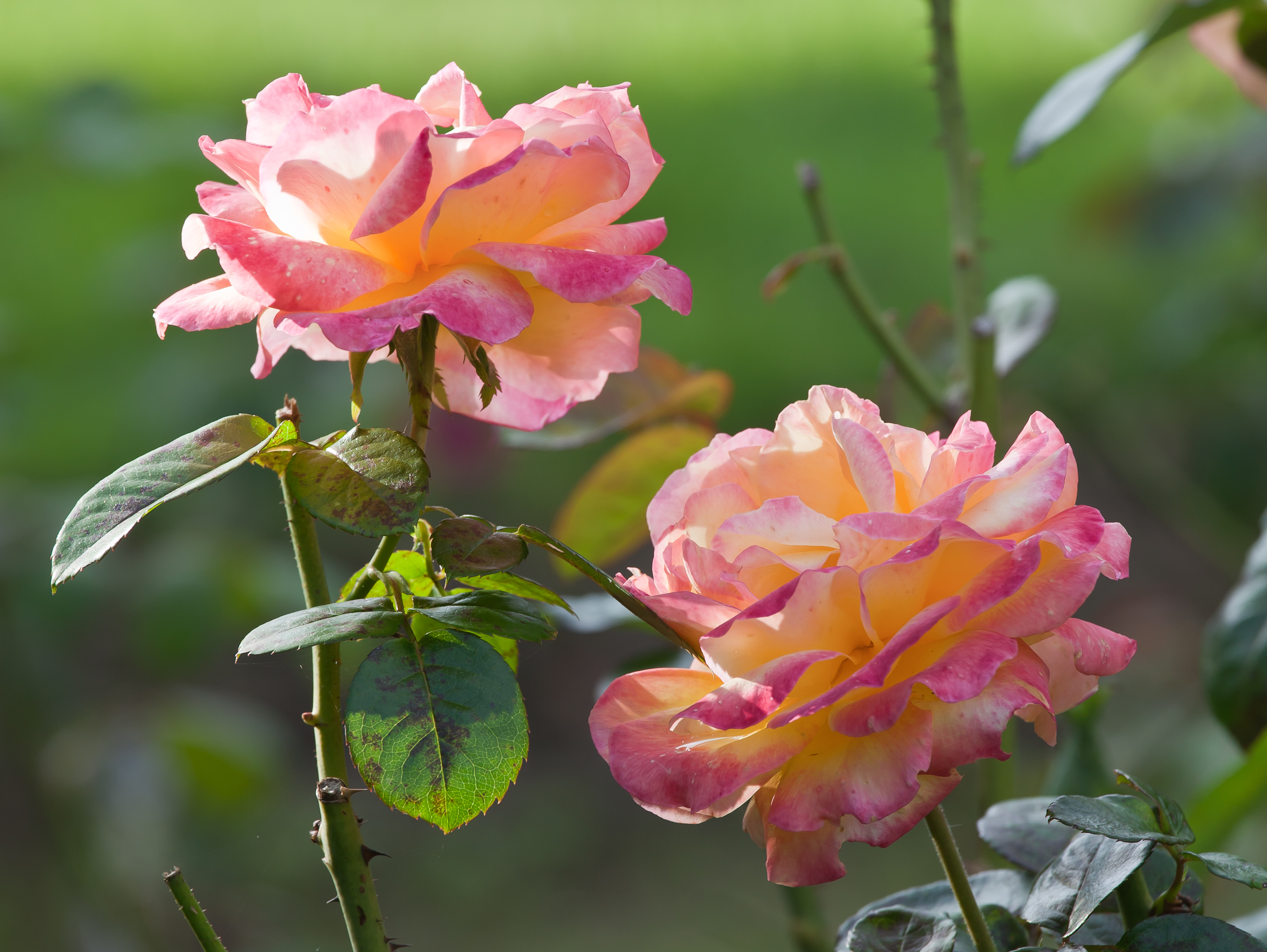 Rosas en Bastavales - Brión - Galiza