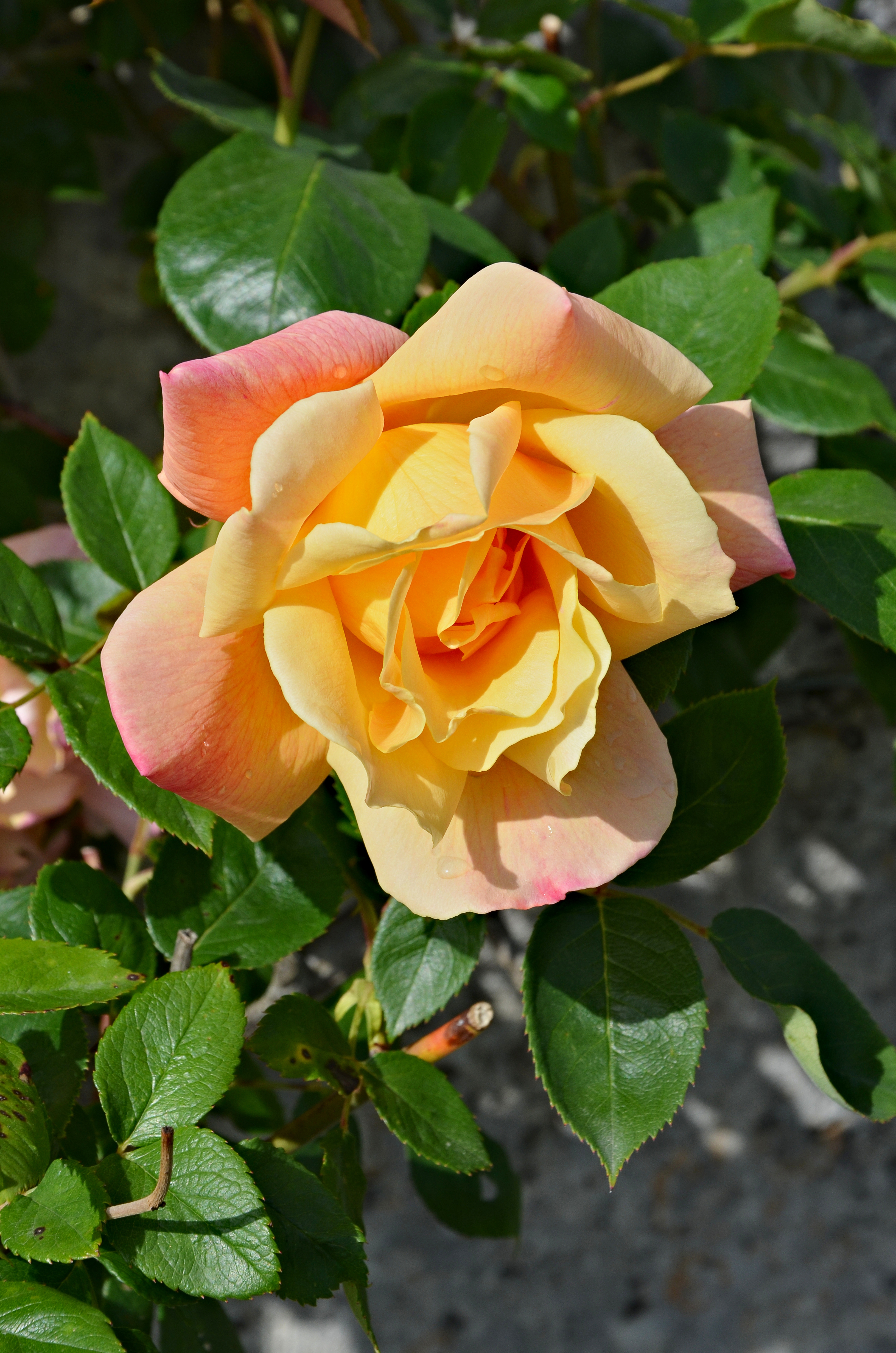 Rose3 FR 2013