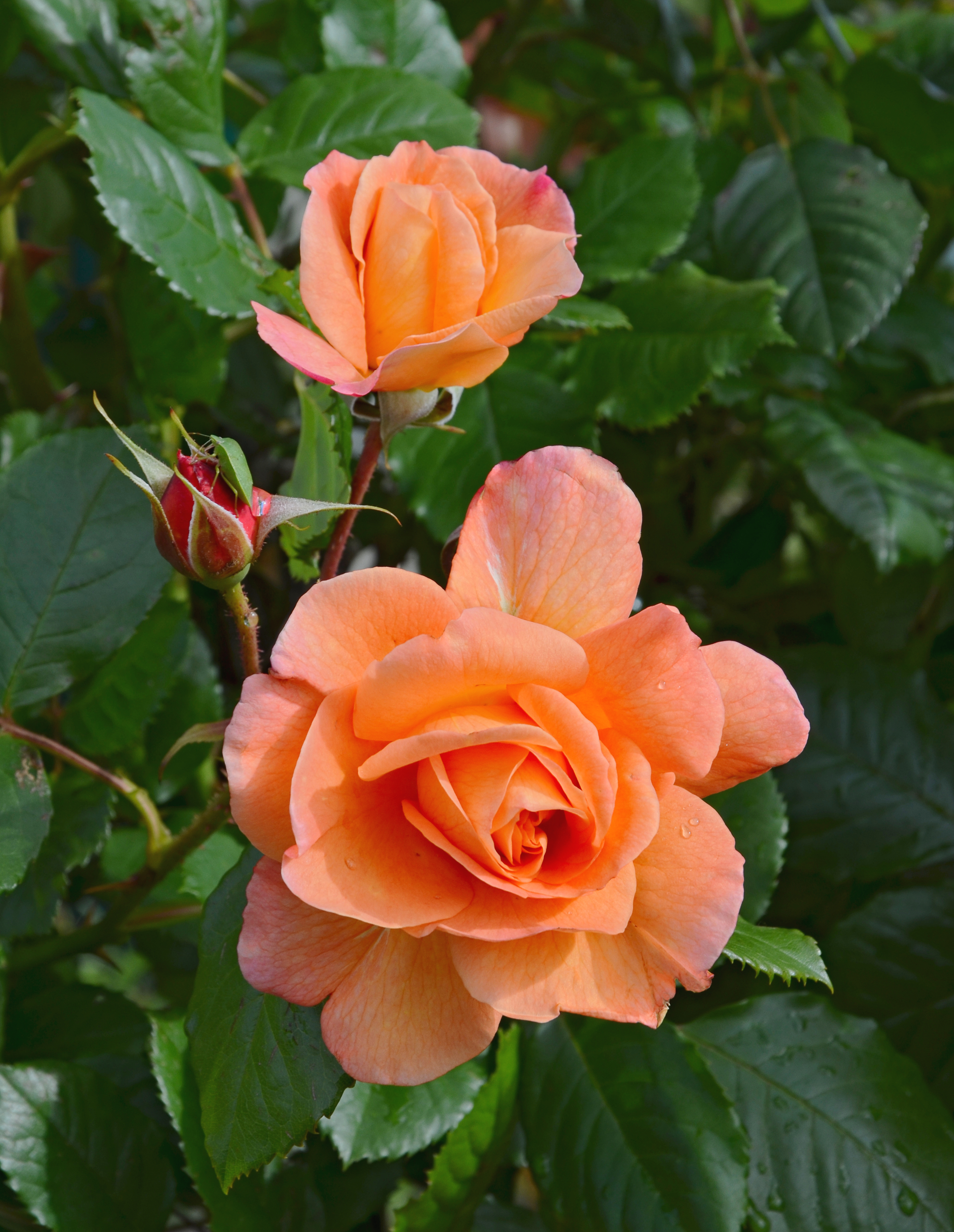 Rose6 FR 2014