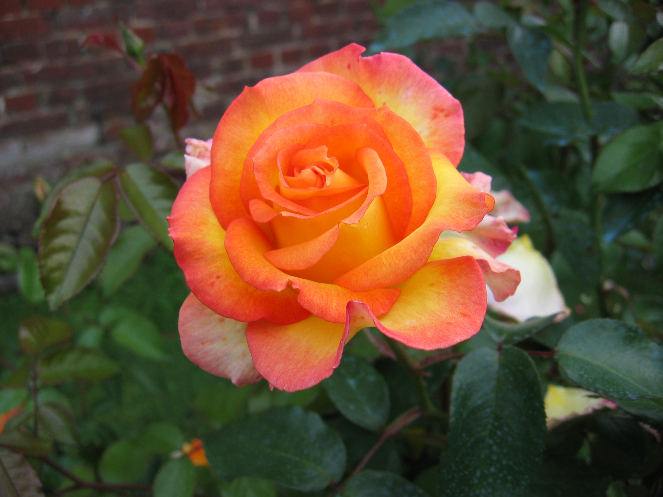 Rose 100 0042