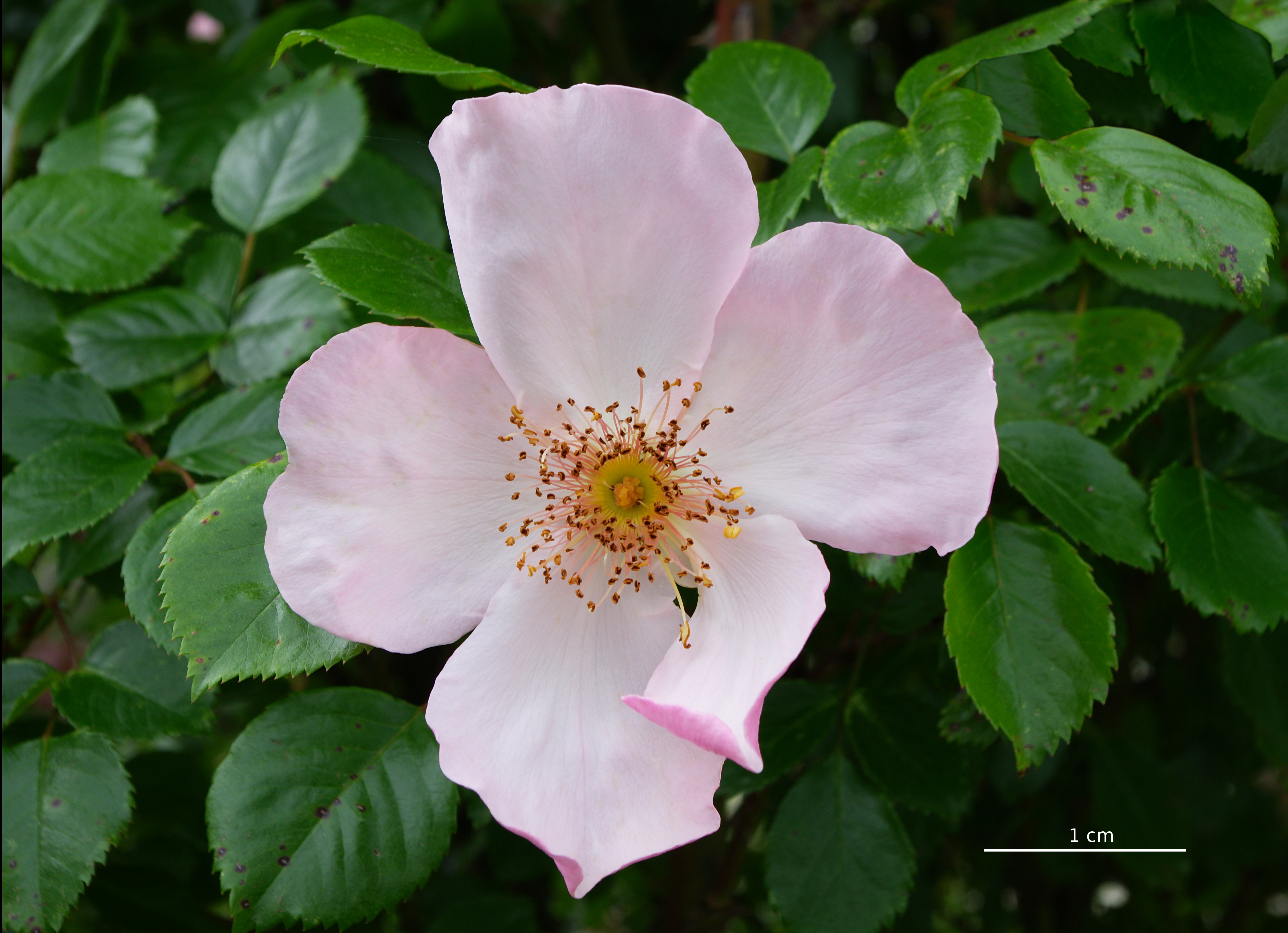 Rose 2 FR 2012