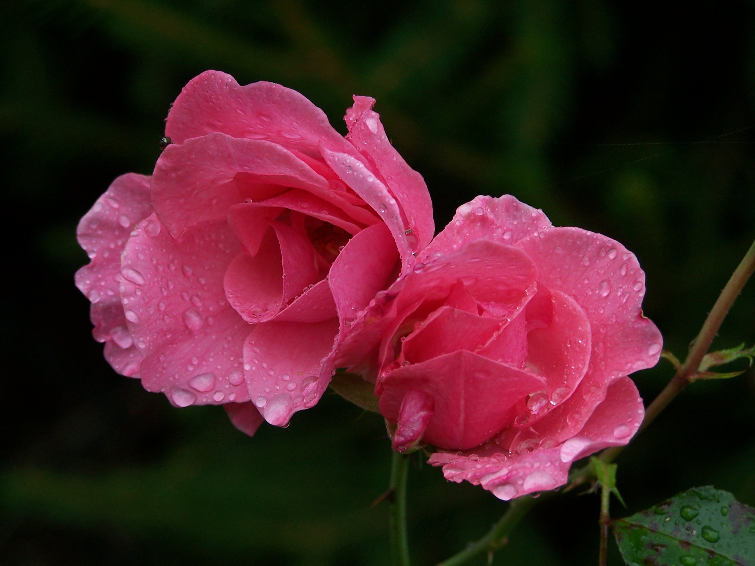 Rose 4957