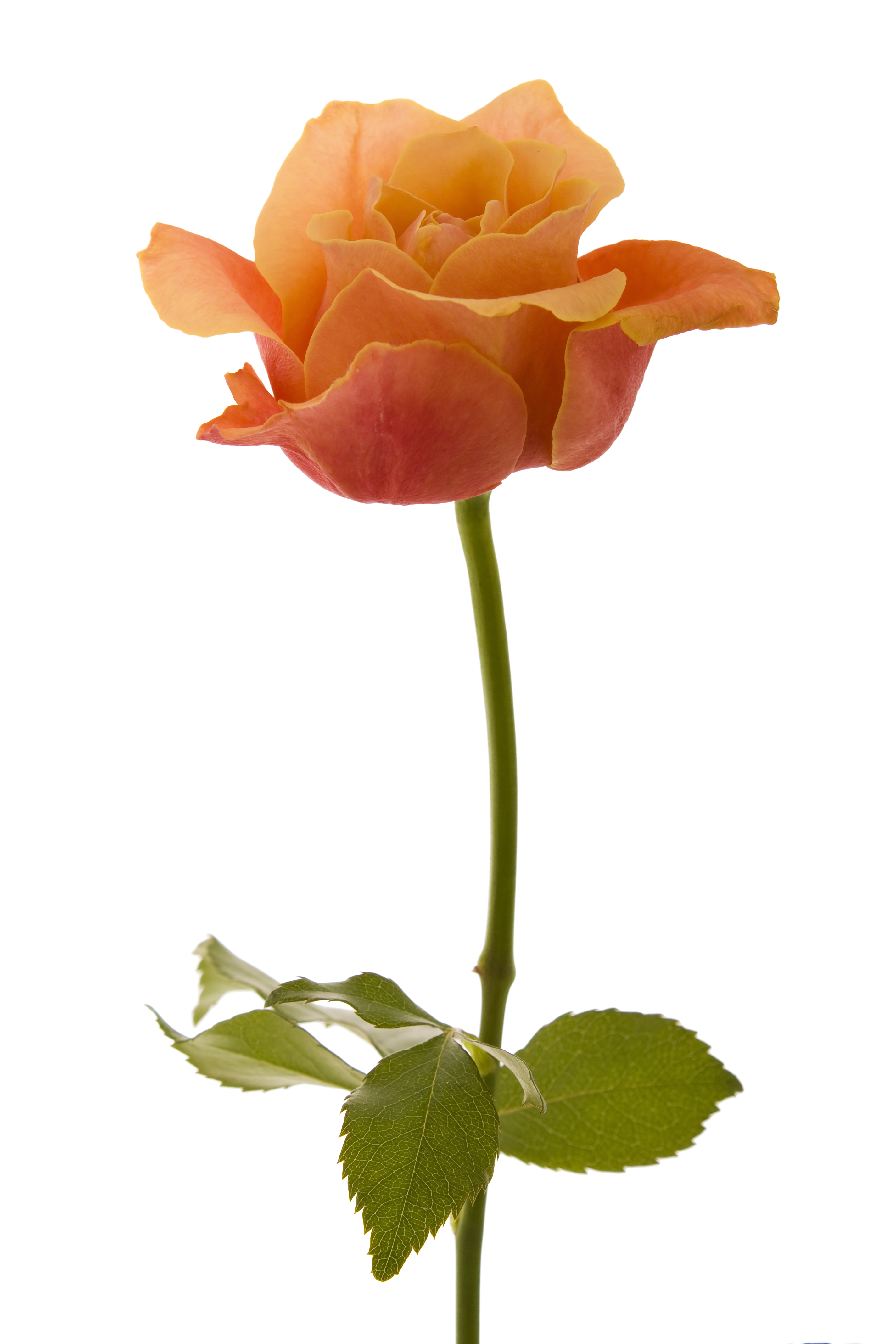 Rose (5469346859)