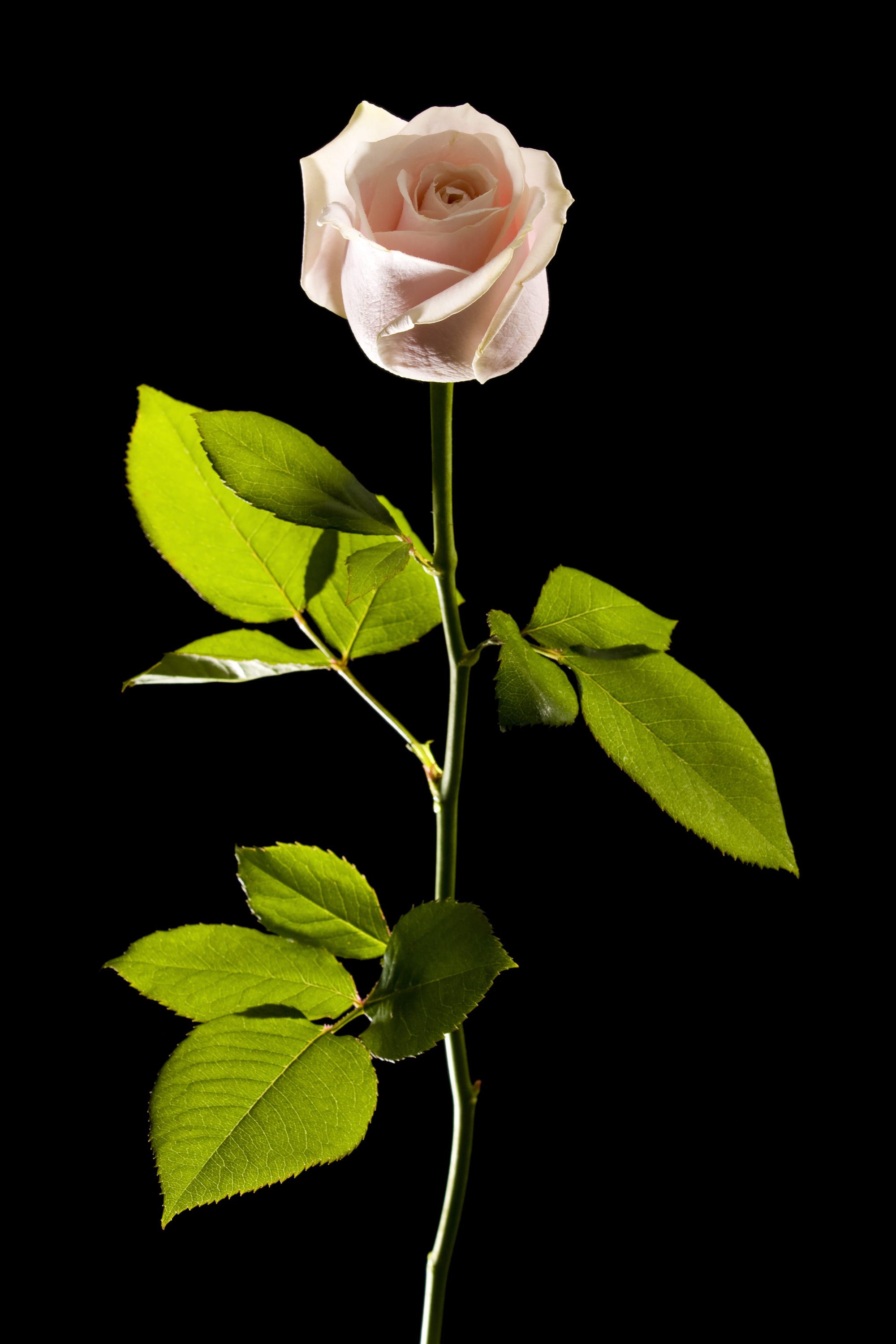 Rose (5469347875)