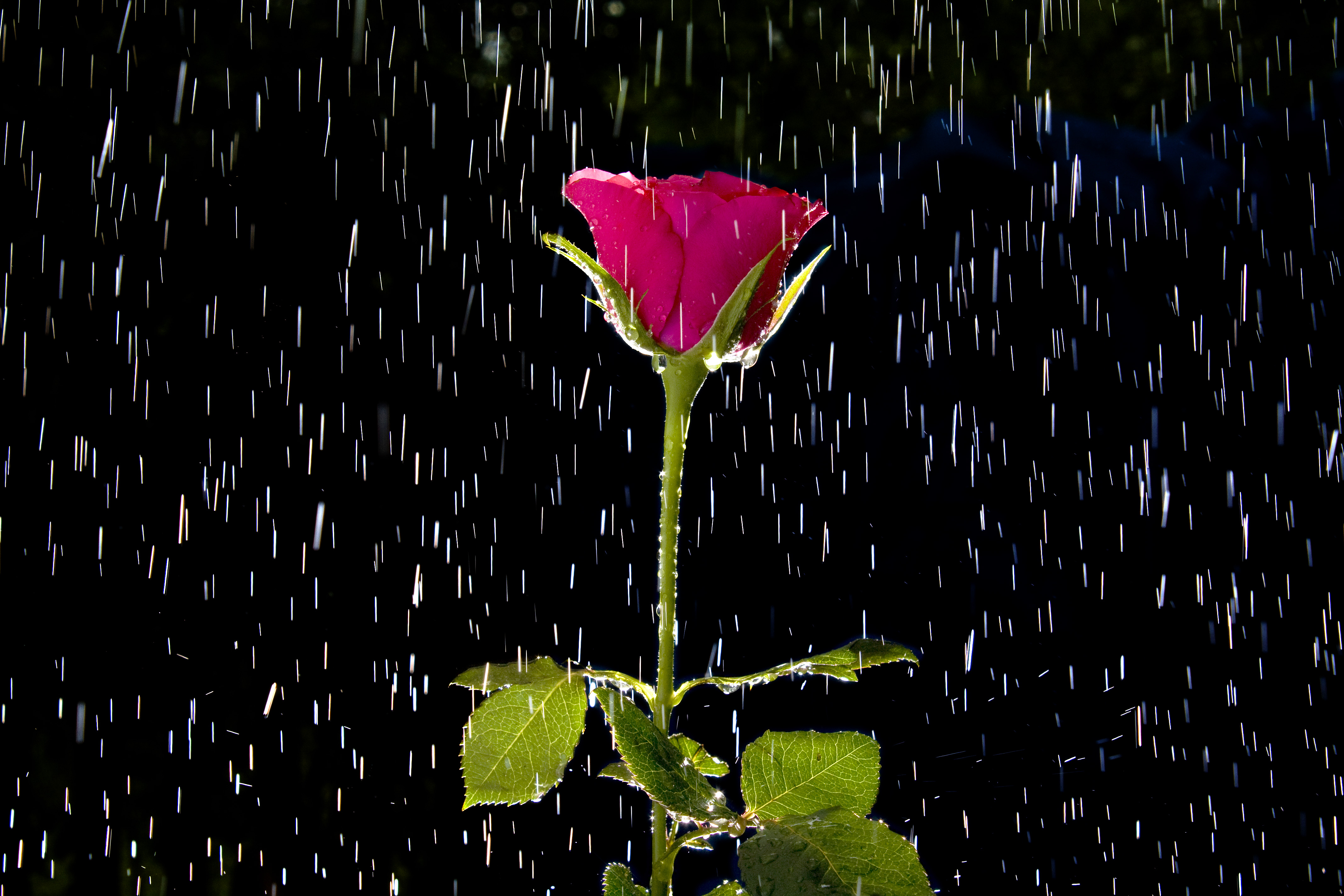Rose (5469937660)