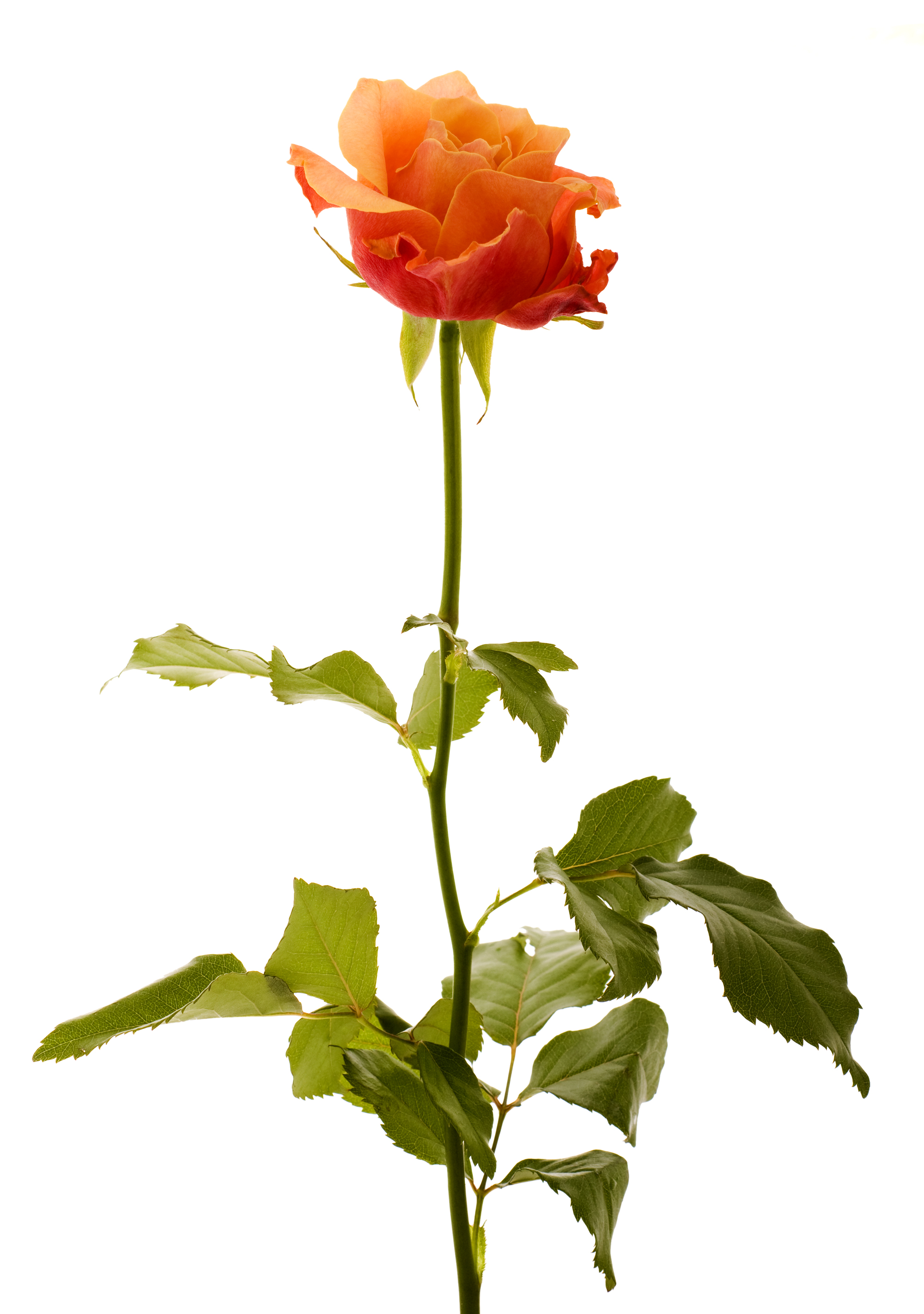 Rose (5469939572)