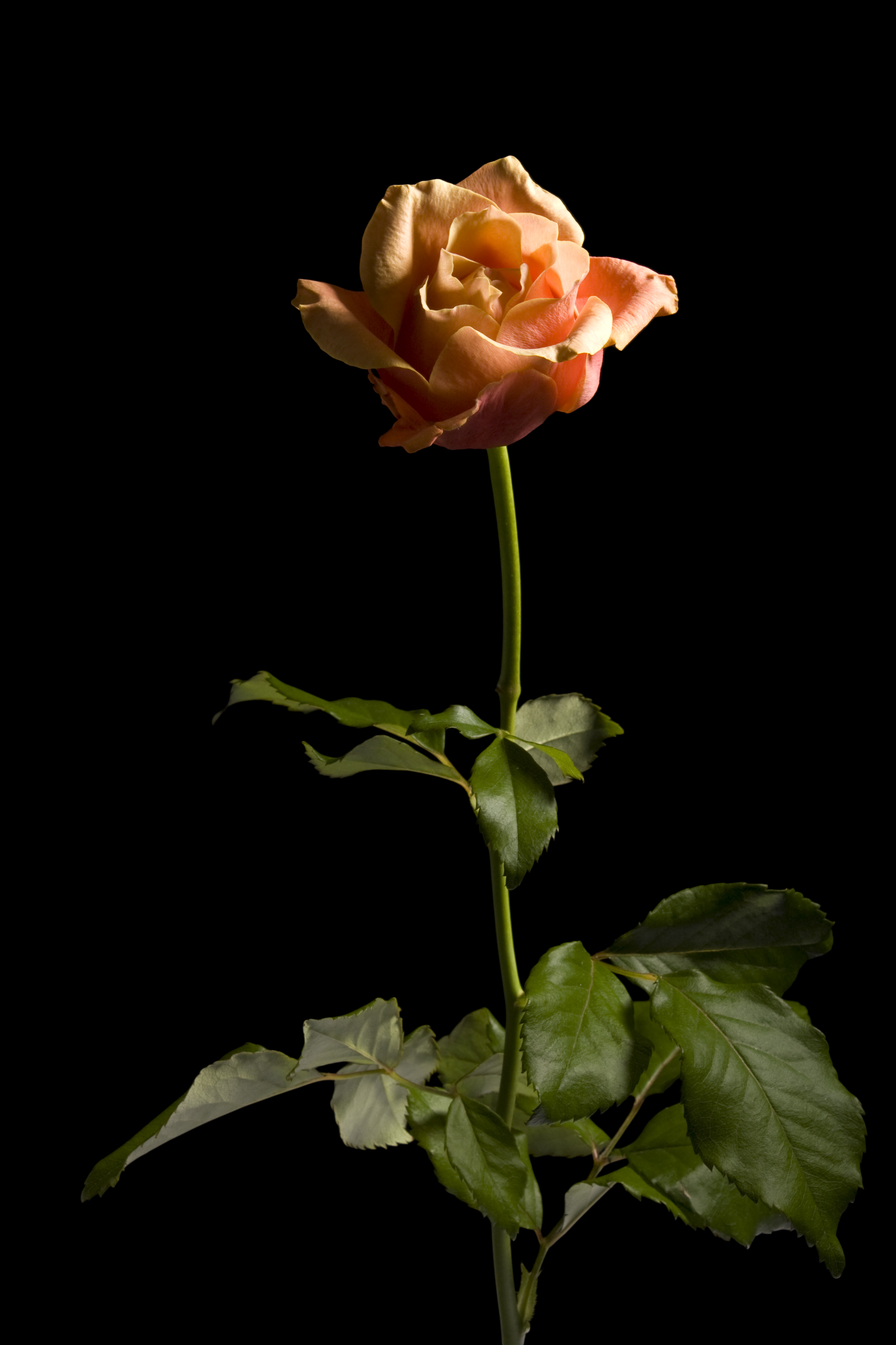Rose (5469941034)