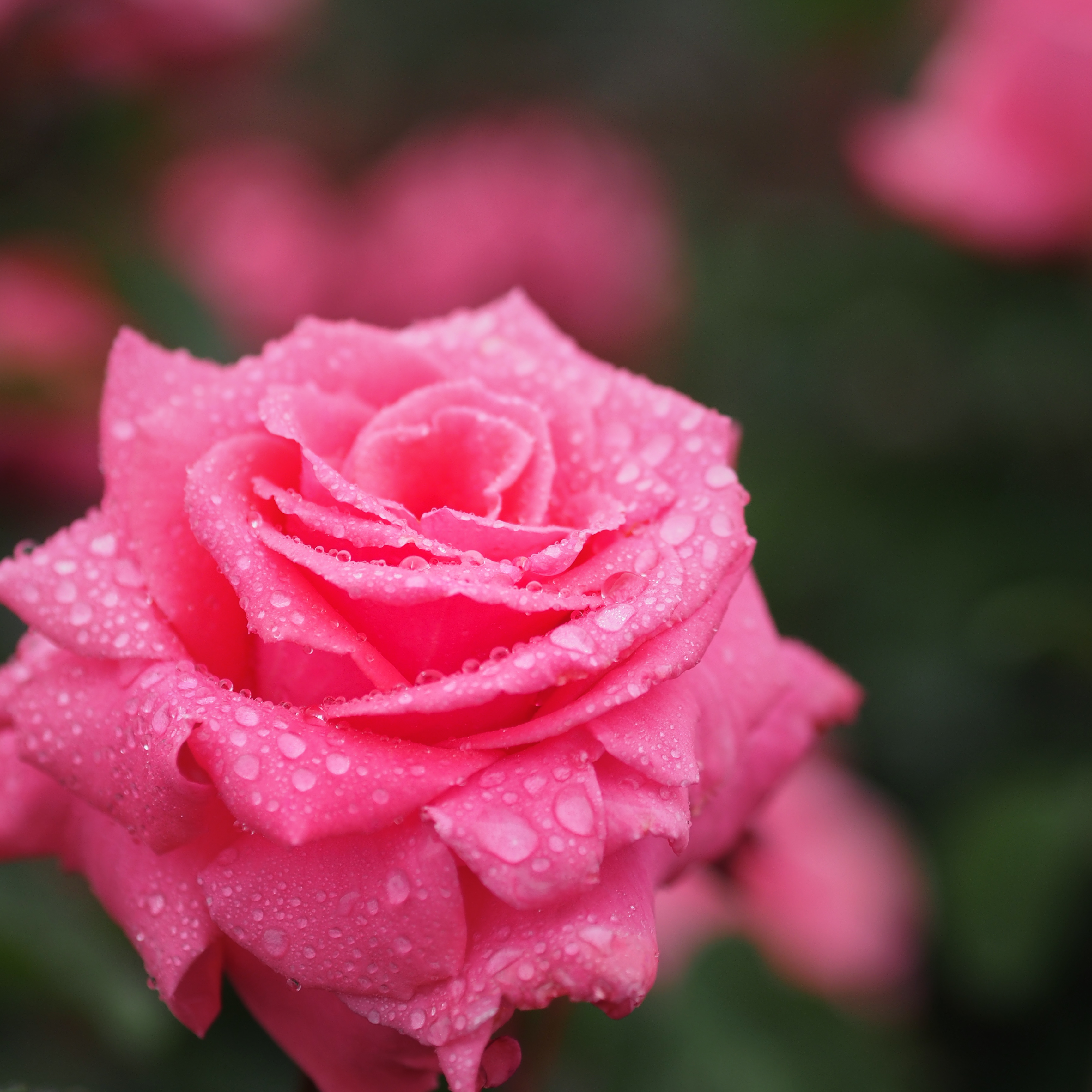 Rose, Hoh-Jun, バラ, 芳純, (17239158643)