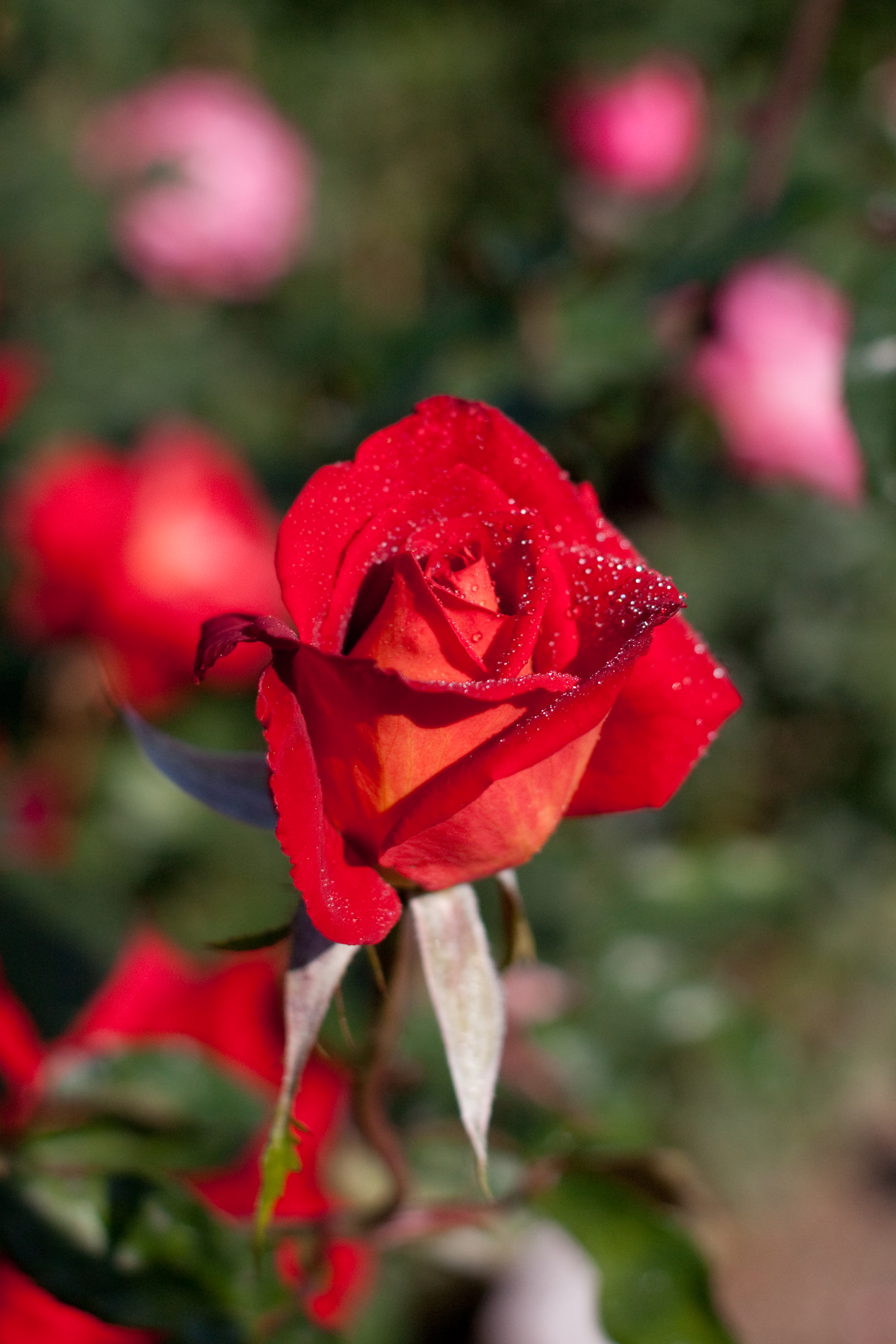 Rose, Kagayaki - Flickr - nekonomania