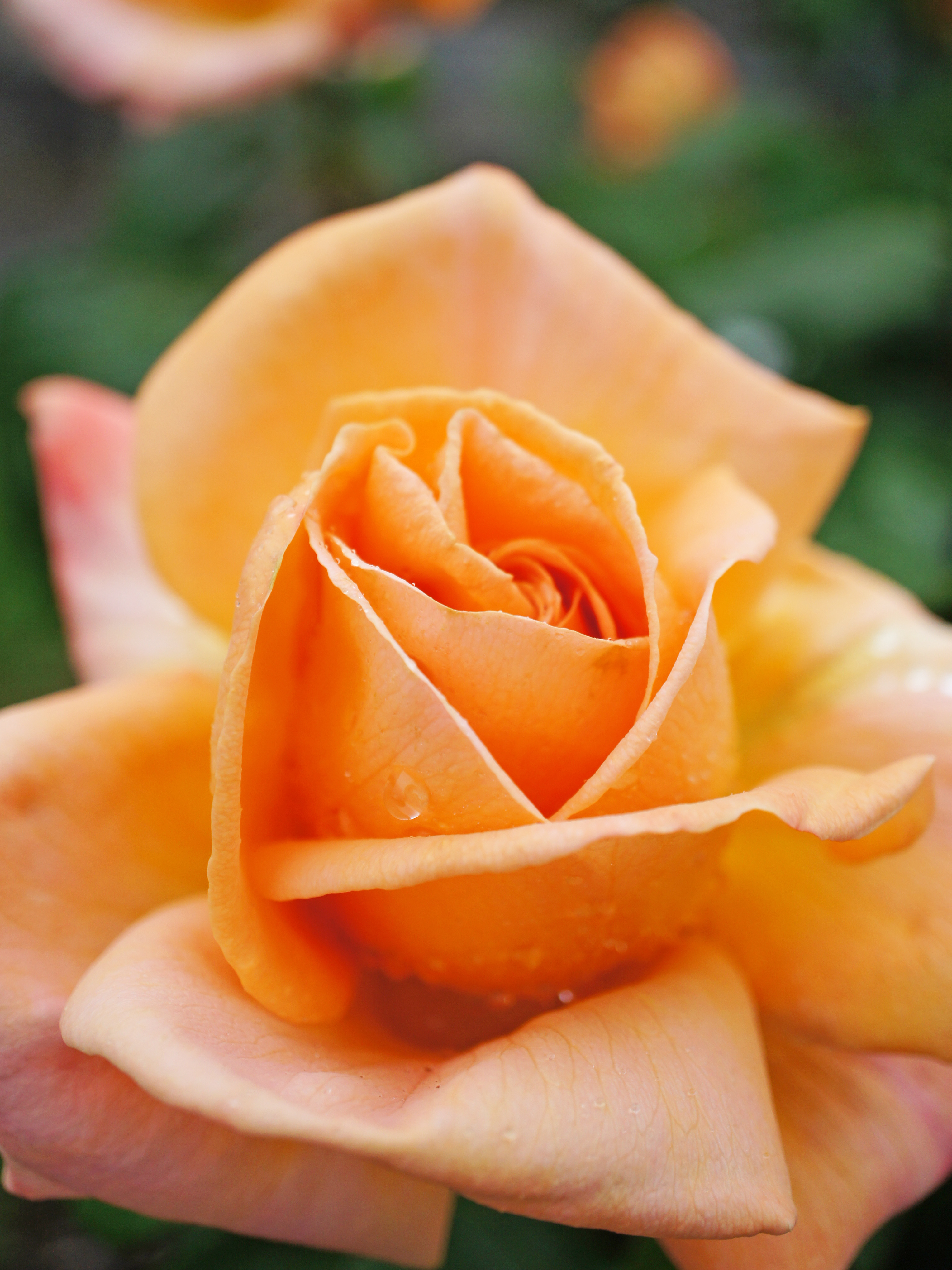 ROse, Yume, バラ, 夢，ゆめ, (17340961276)