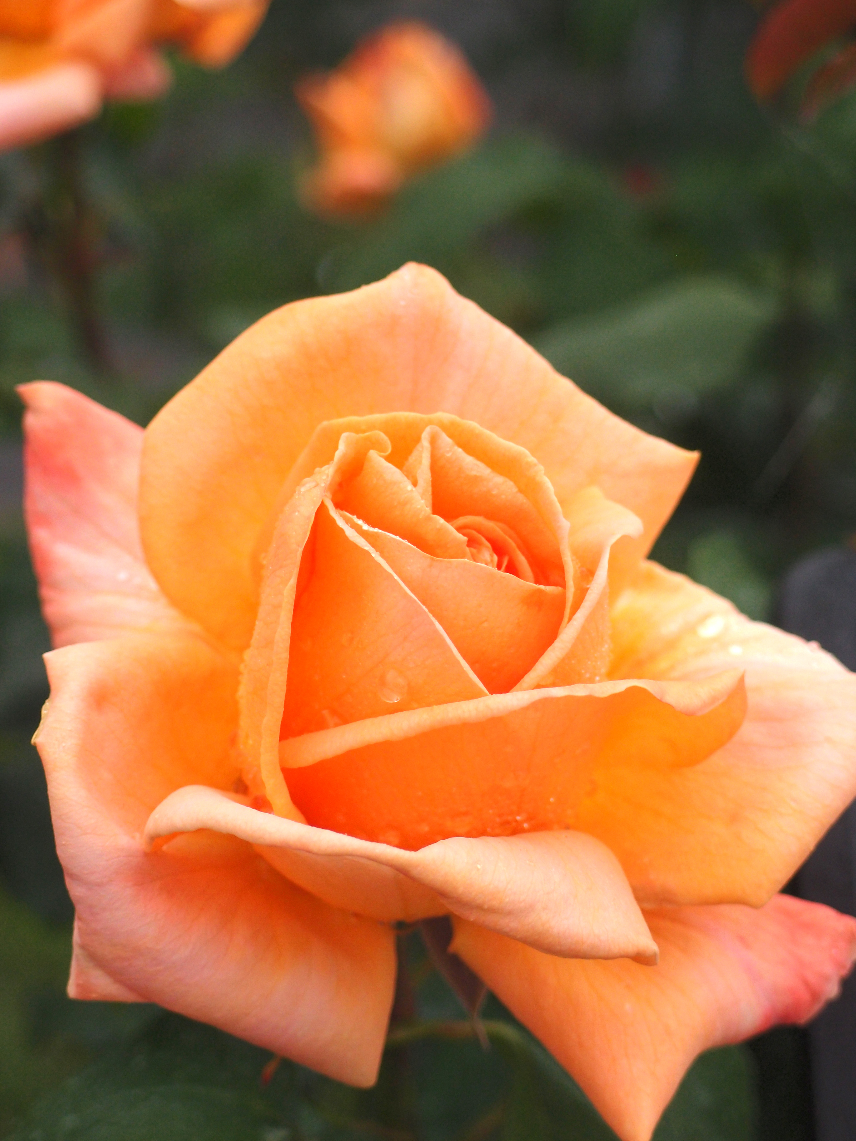 ROse, Yume, バラ, 夢，ゆめ, (17494882004)