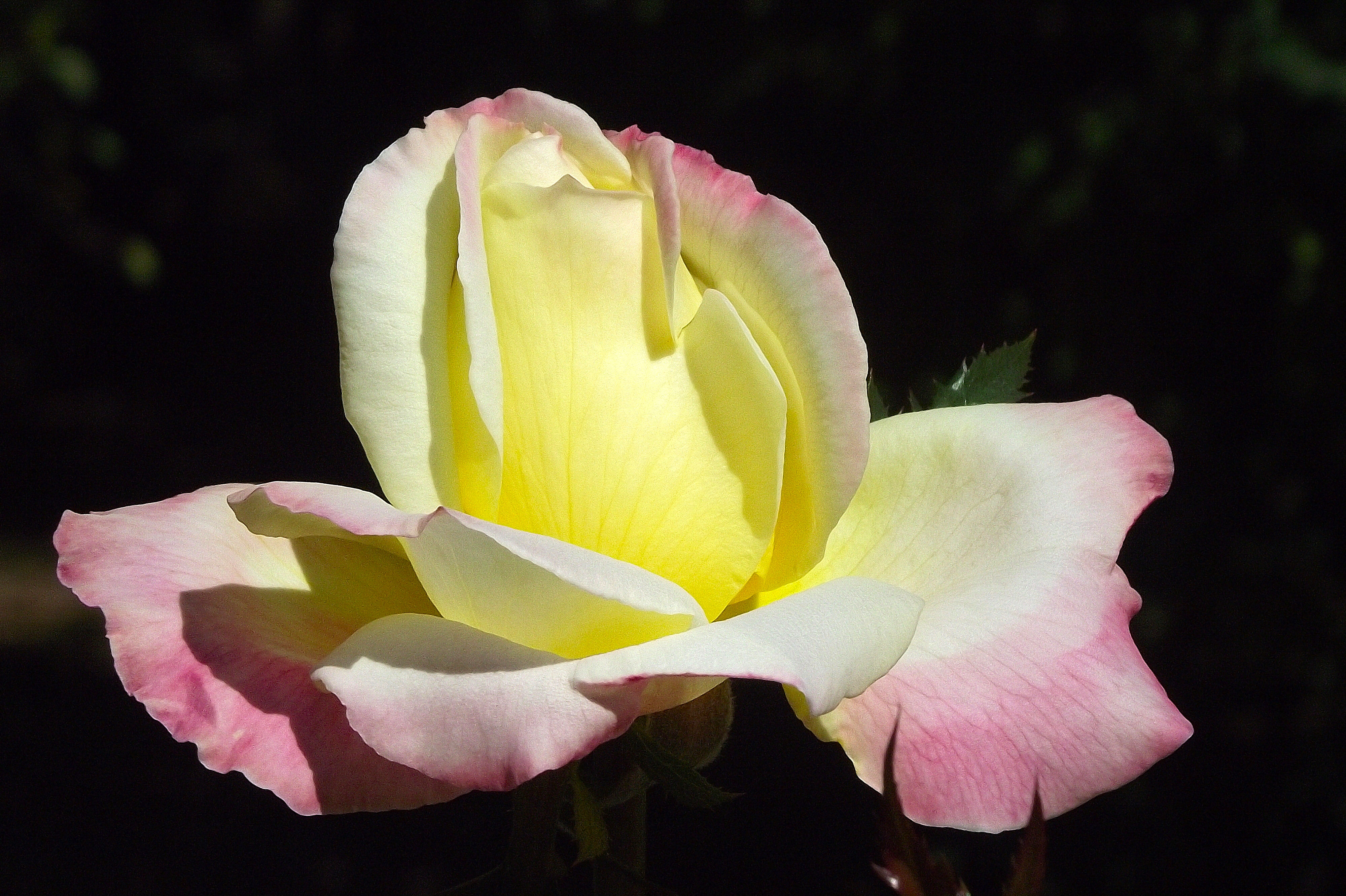 Rose DSCF5097e