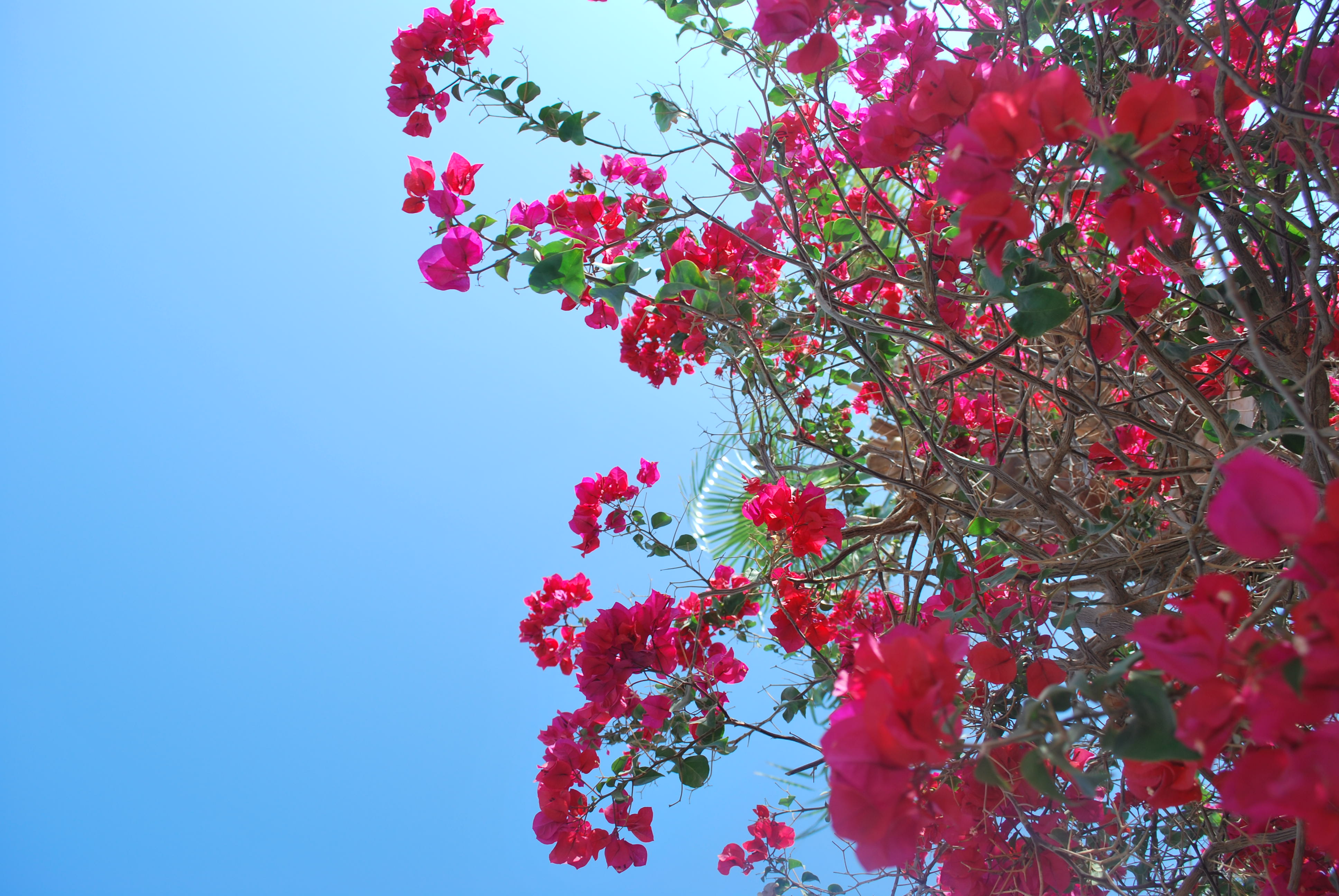 Rose Flower with blue sky