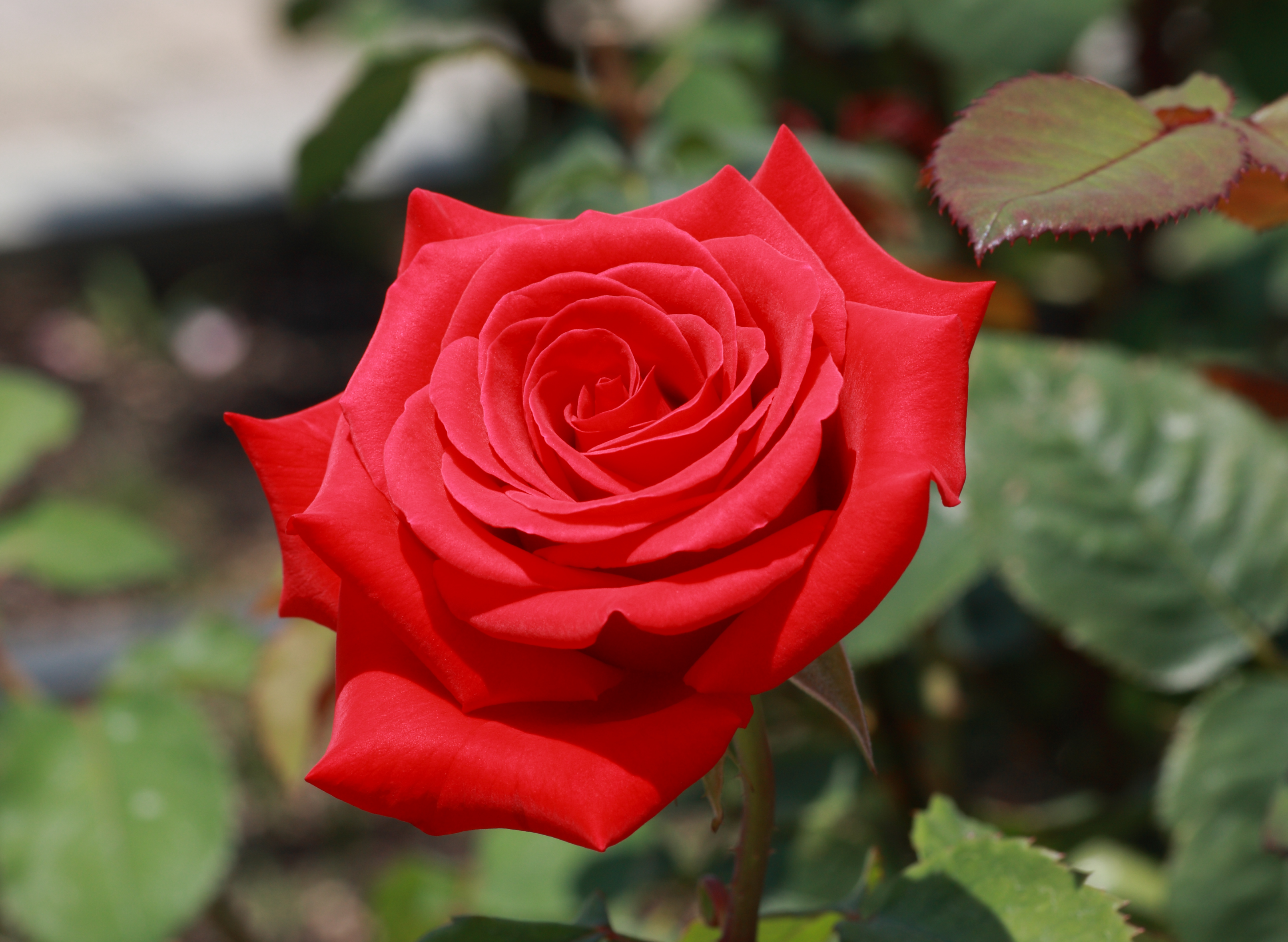 Rose Kardinal crop
