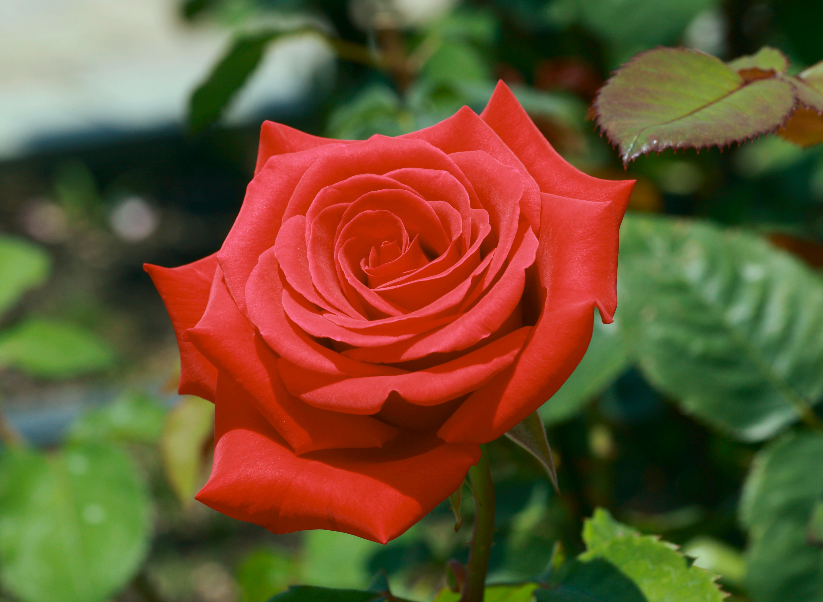 Rose Kardinal crop (tone)