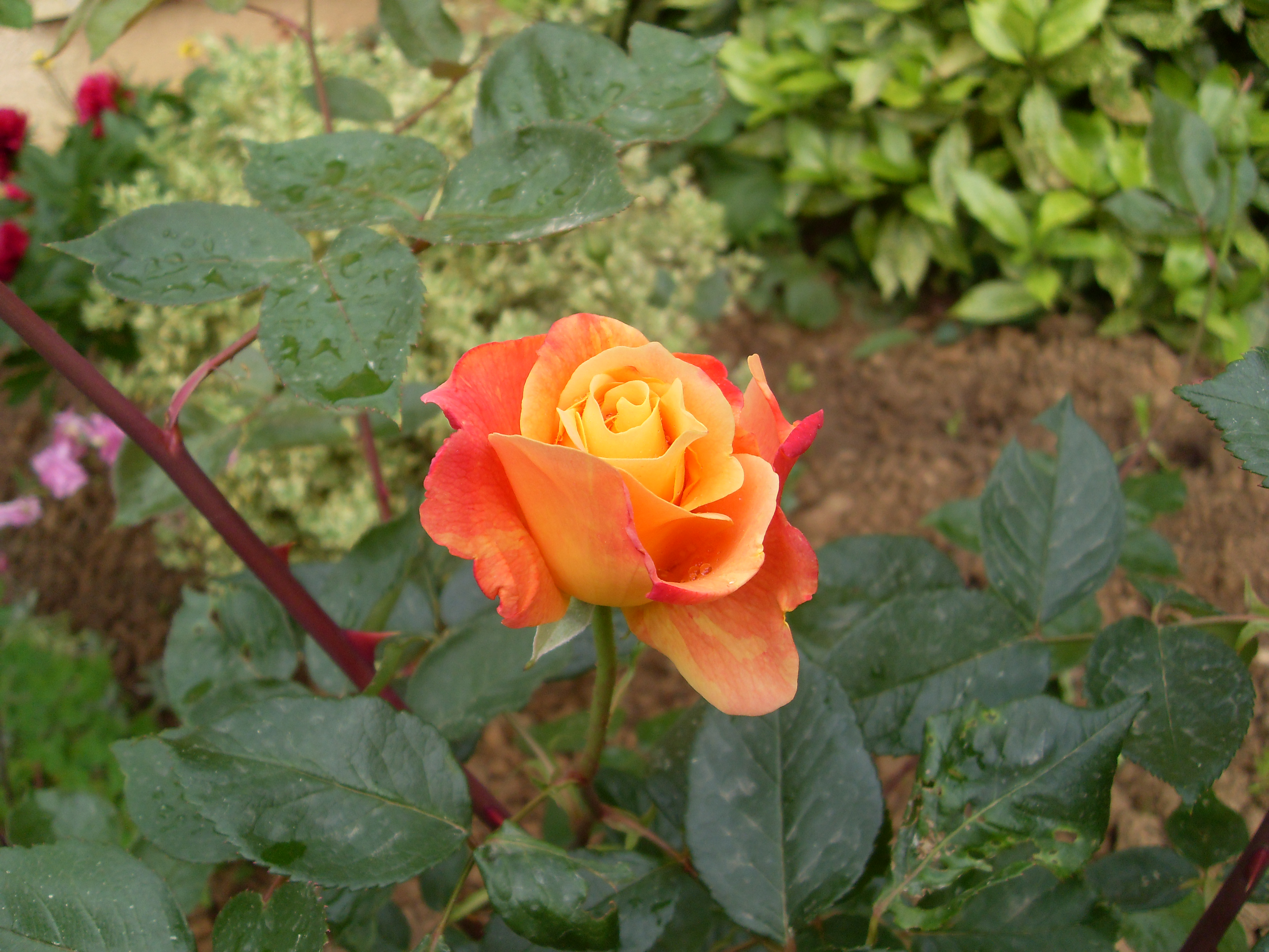 Rose lyon