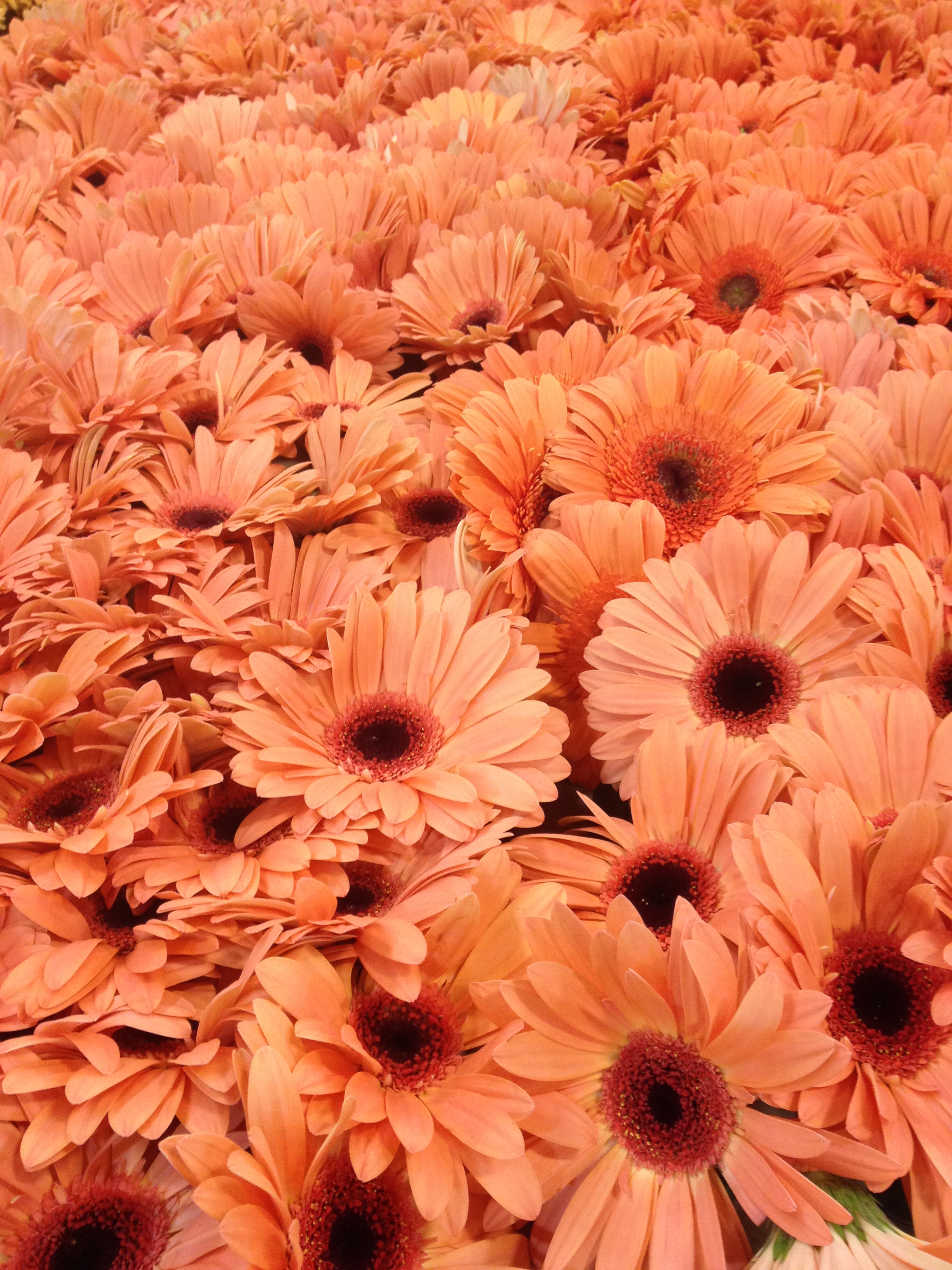 Rose Parade Flowers (16229789577)