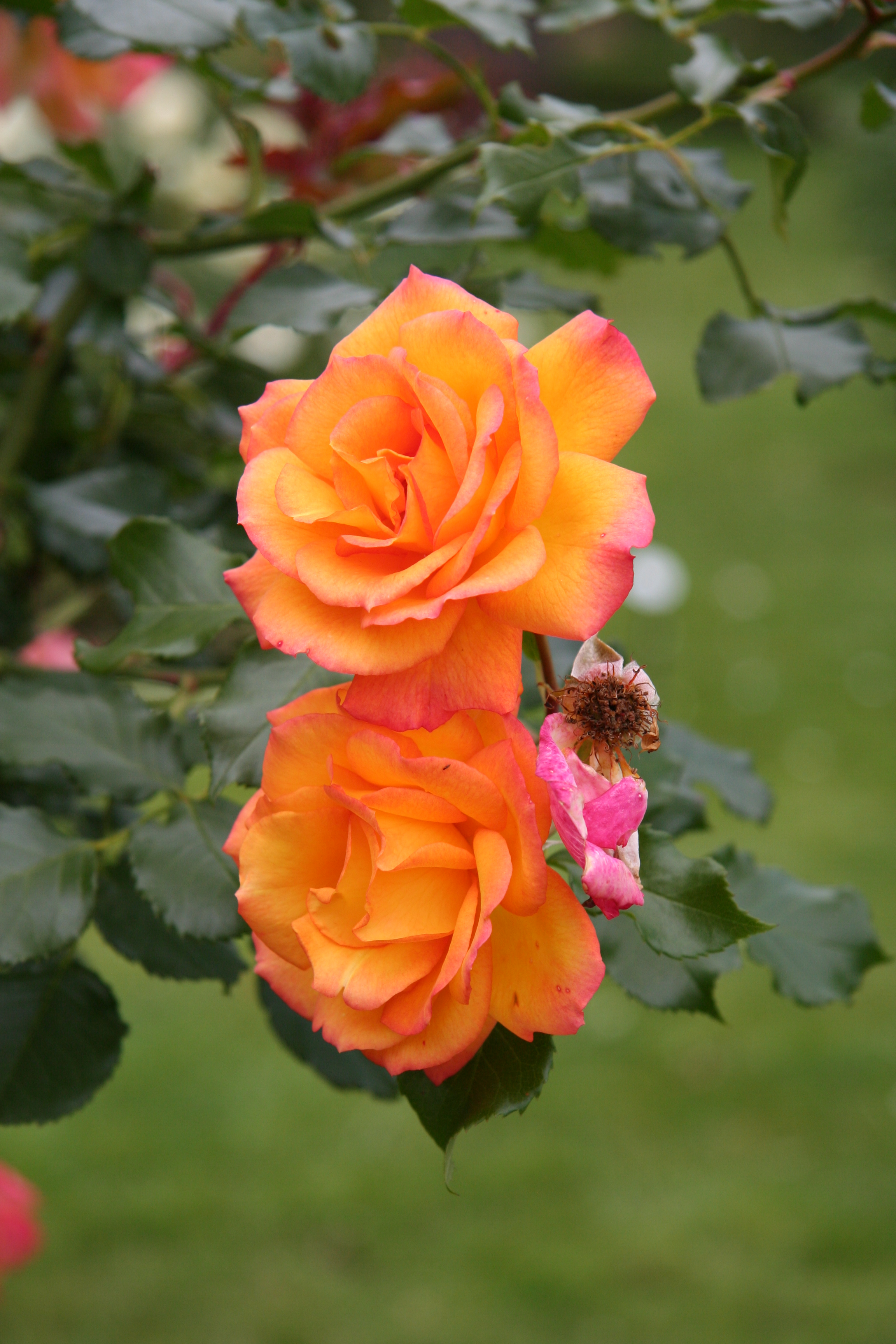 Rose Sahara 20070601 3