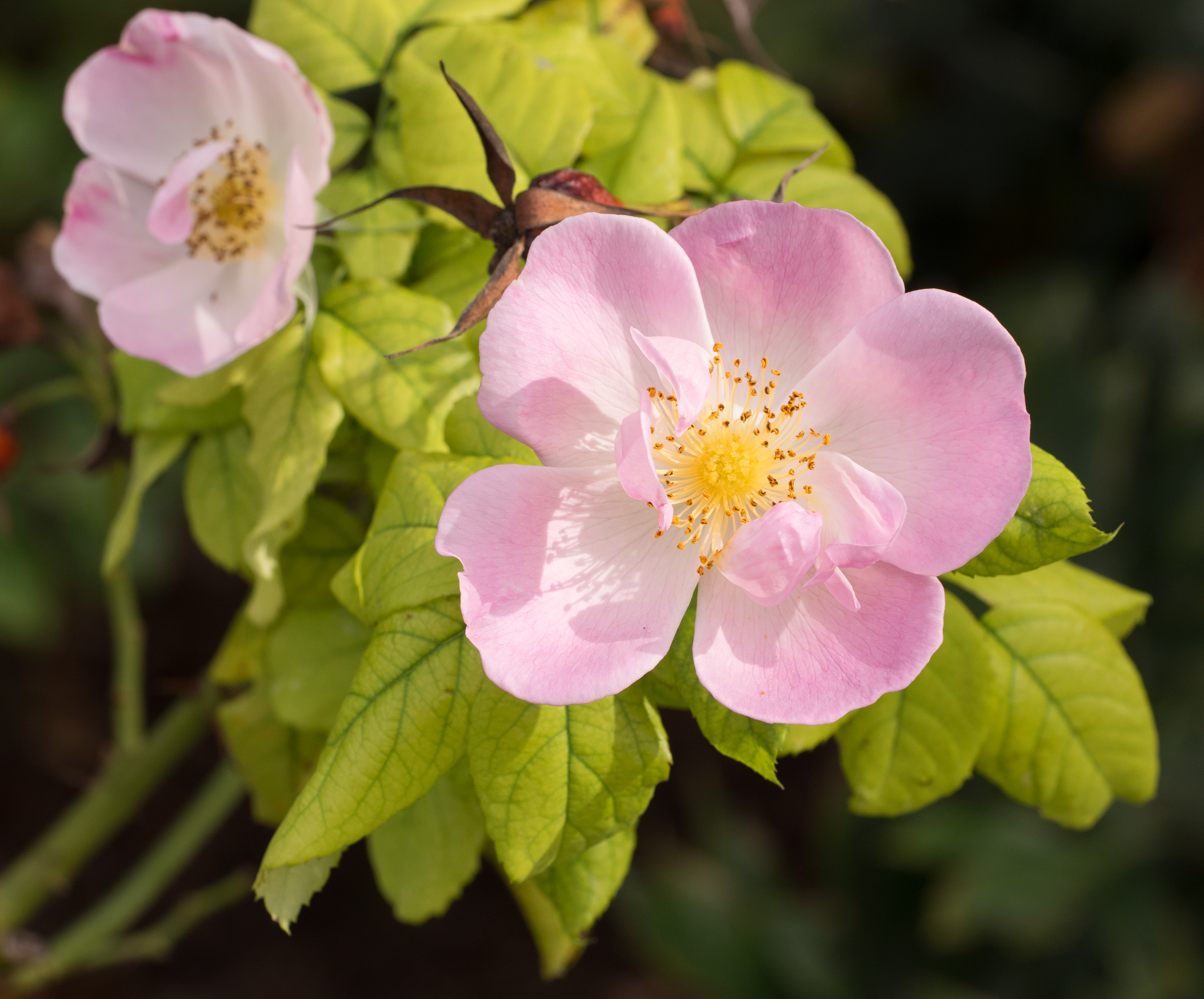 Rose shrub (70355)